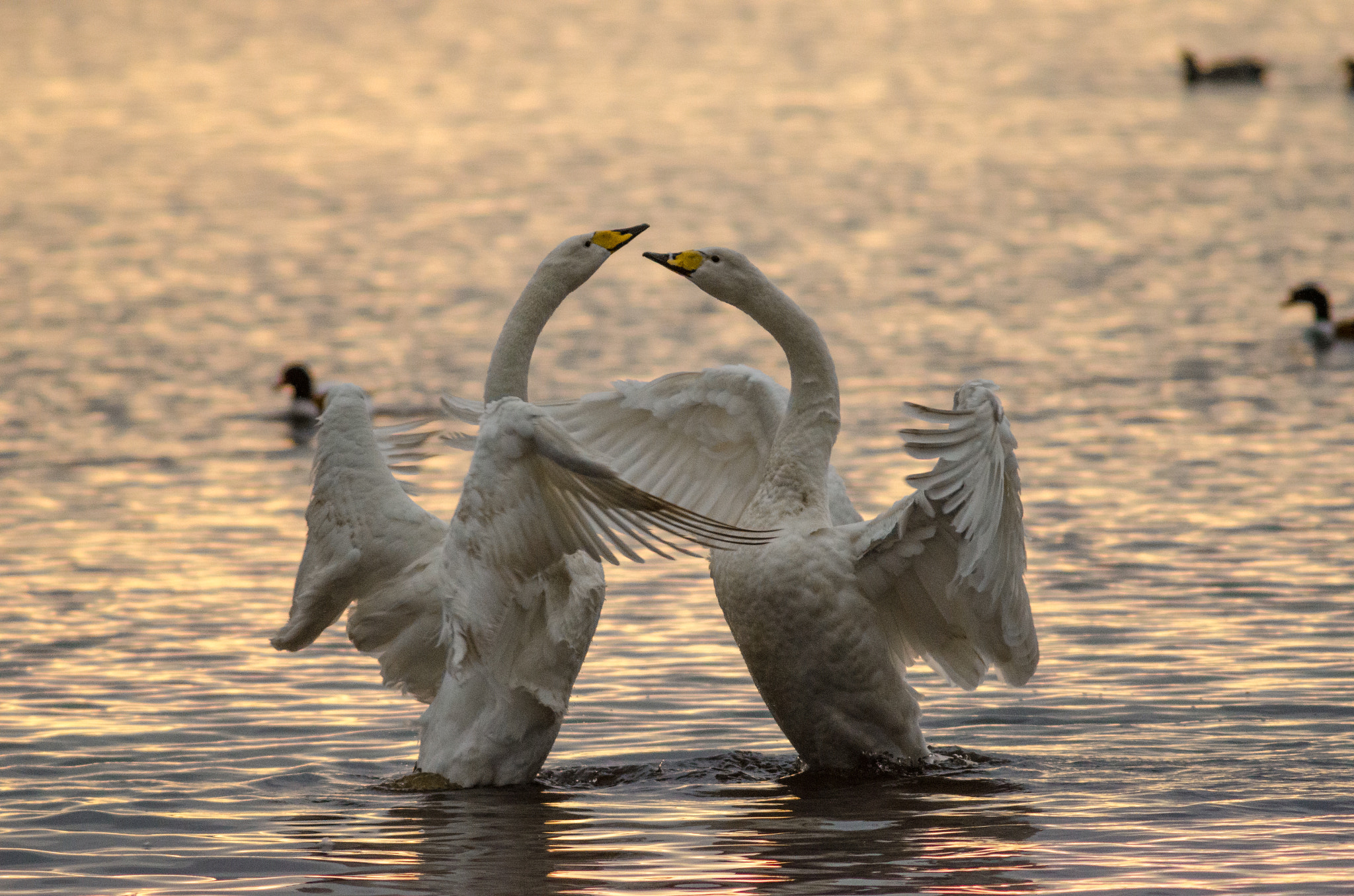 Nikon D7000 sample photo. Courting whooper swans (cygnus cygnus) photography