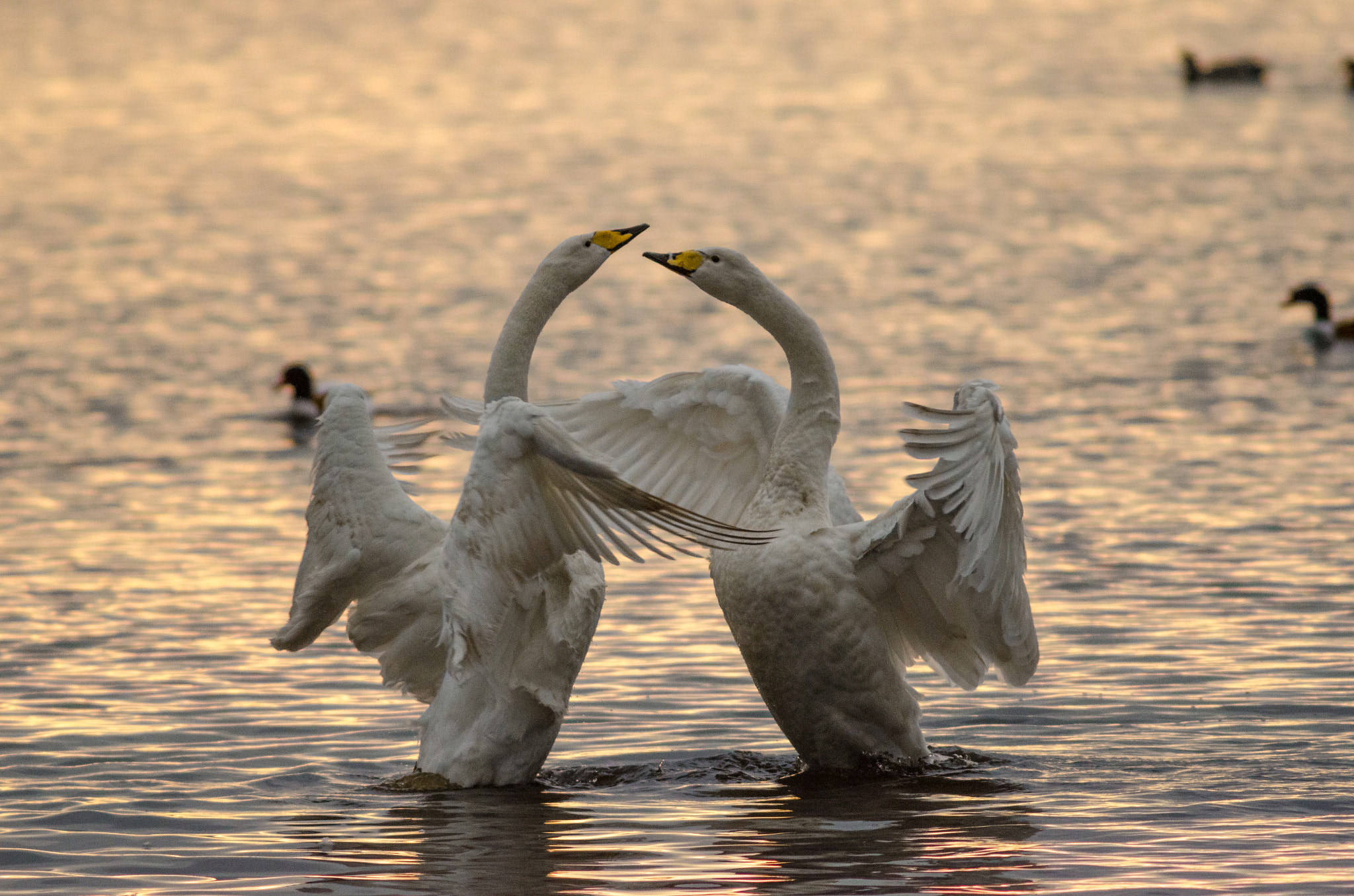 Nikon D7000 + AF Nikkor 300mm f/4 IF-ED sample photo. Courting whooper swans (cygnus cygnus) photography