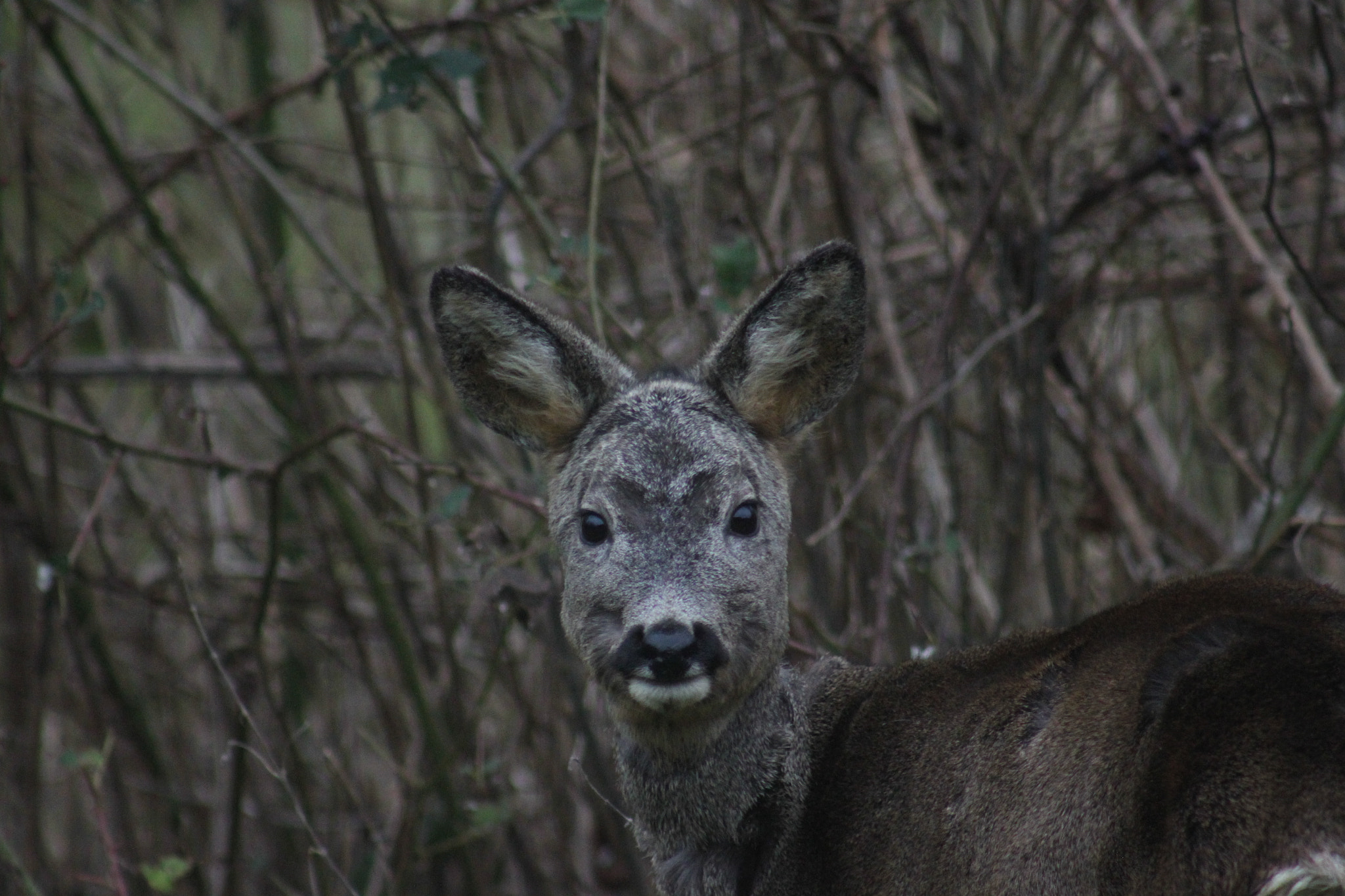 Canon EF 75-300mm f/4-5.6 USM sample photo. Who...me? photography