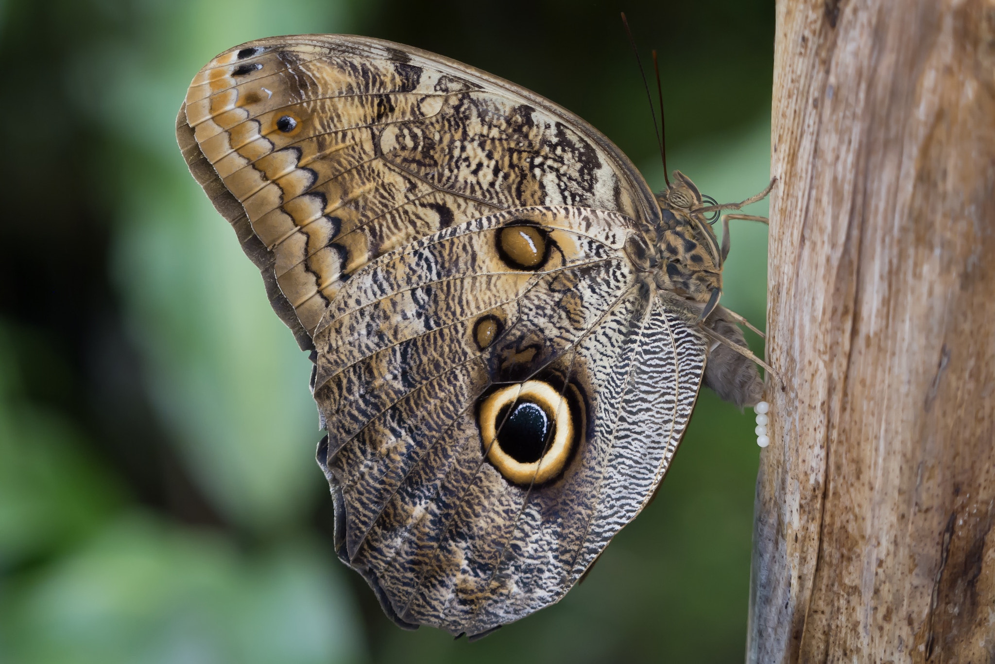 Olympus OM-D E-M1 Mark II + Olympus M.Zuiko Digital ED 40-150mm F2.8 Pro sample photo. Butterfly at munich botanic garden photography
