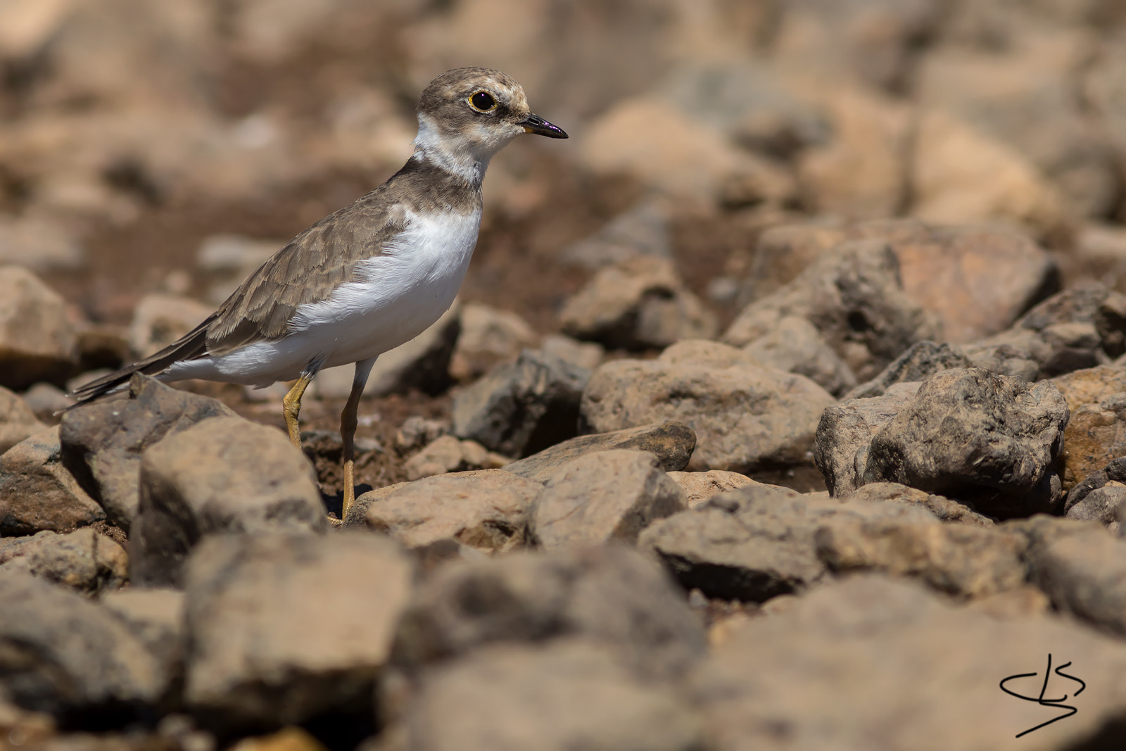 Canon EF 300mm F4L IS USM sample photo. Chorlitejo chico photography