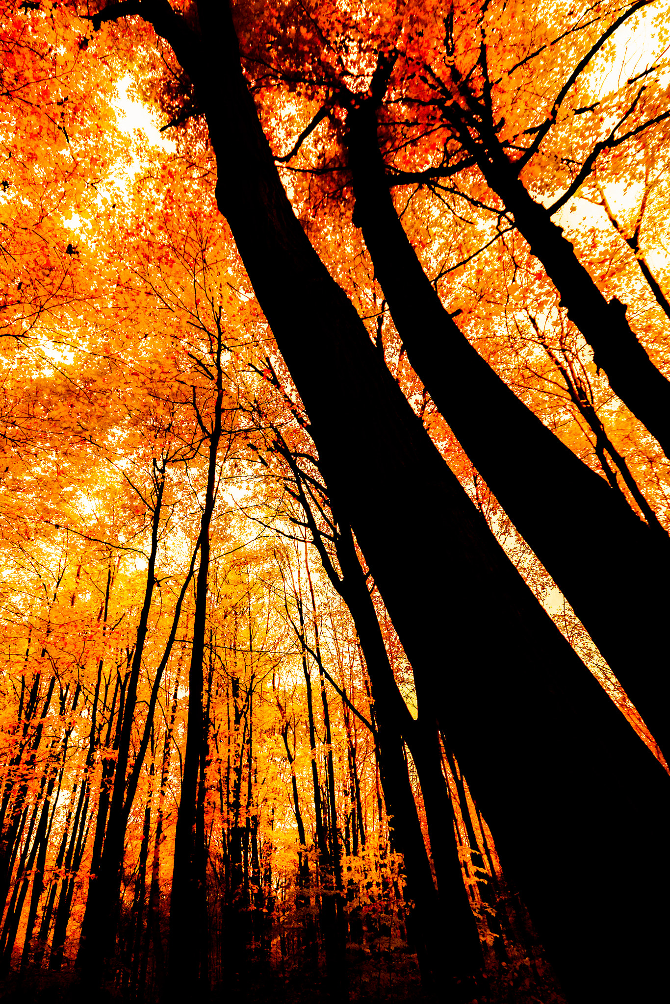 Sigma 10-20mm F4-5.6 EX DC HSM sample photo. Autumn spires photography