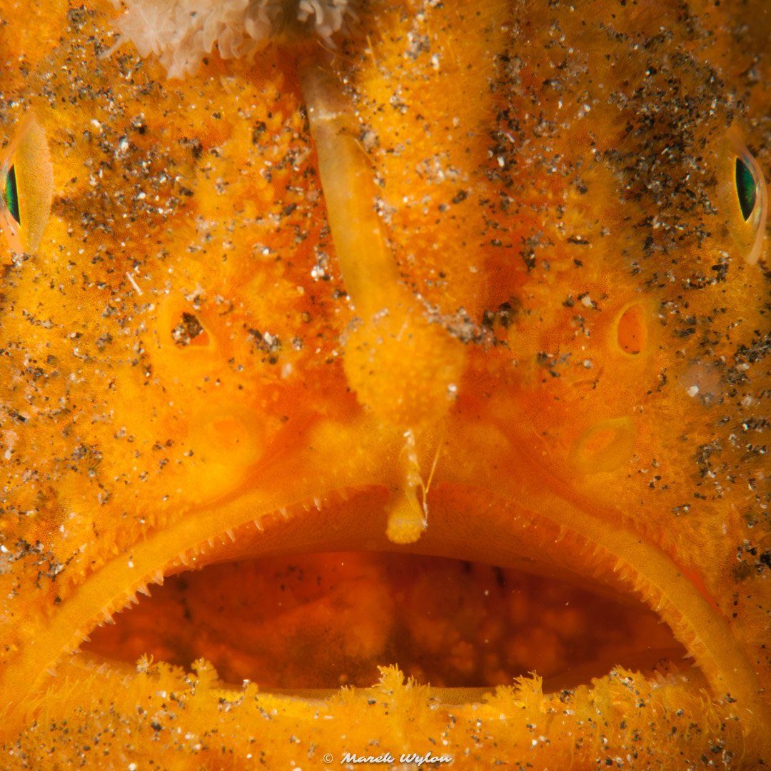 Nikon AF-S Micro-Nikkor 105mm F2.8G IF-ED VR sample photo. Striated frogfish | lembeh strait | 2011.10.10 photography