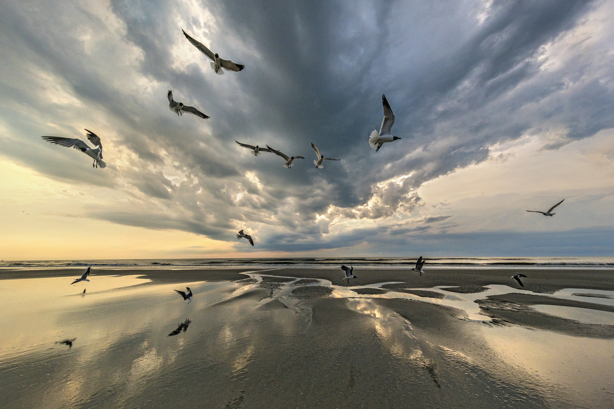 11-24mm F4 G SSM sample photo. Winged explosion photography