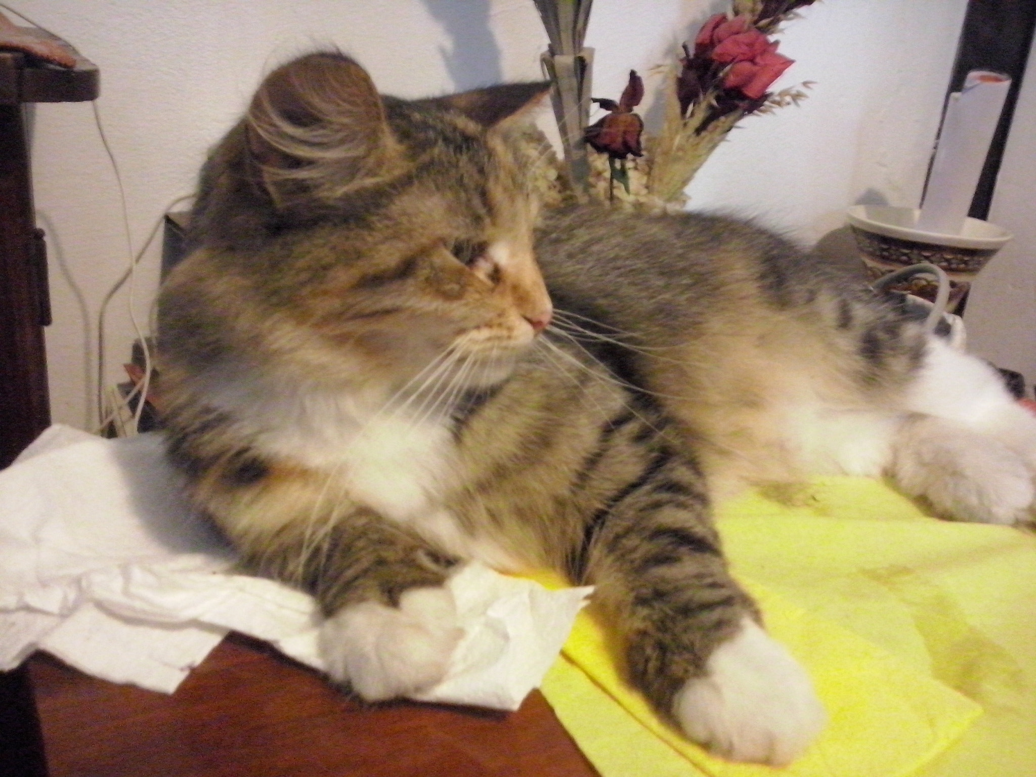 LG OPTIMUS L5 II sample photo. Cat photography