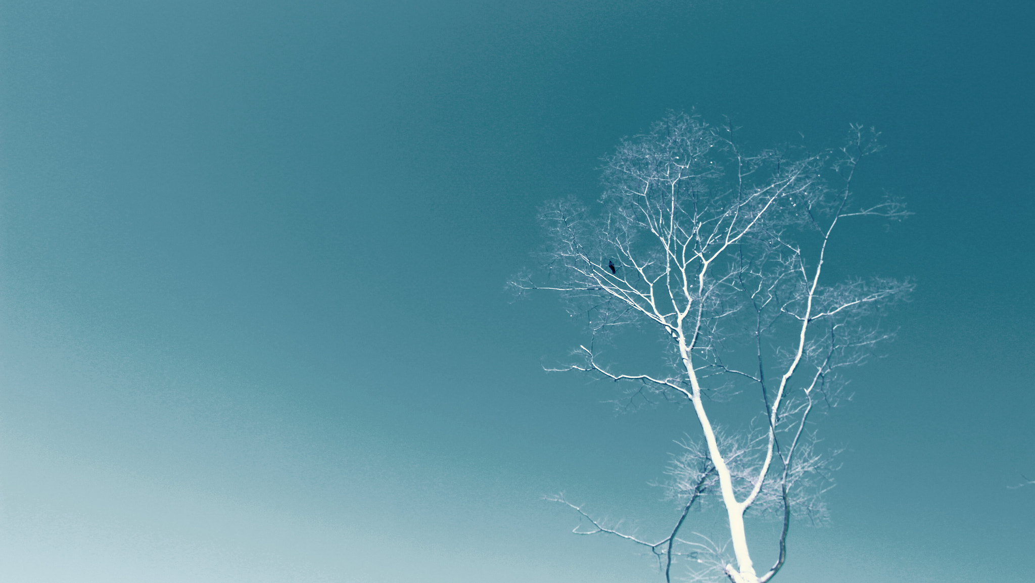 Canon EOS 700D (EOS Rebel T5i / EOS Kiss X7i) sample photo. Crow photography