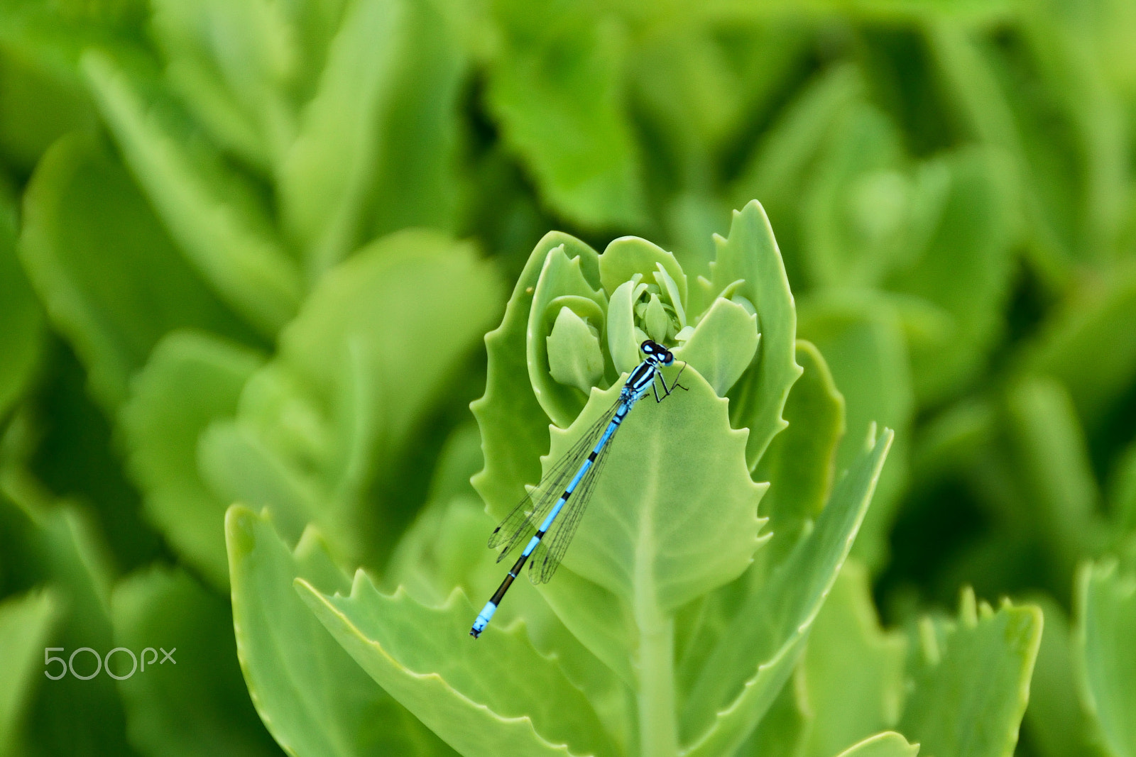 Nikon D3300 + Tamron AF 18-200mm F3.5-6.3 XR Di II LD Aspherical (IF) Macro sample photo. Blue dragonfly on a green plant. photography