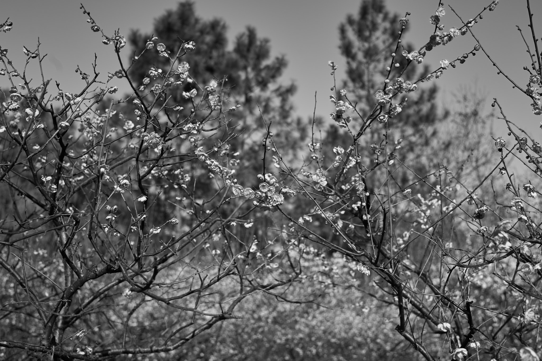 DT 40mm F2.8 SAM sample photo. _dsc8356_2.jpg photography