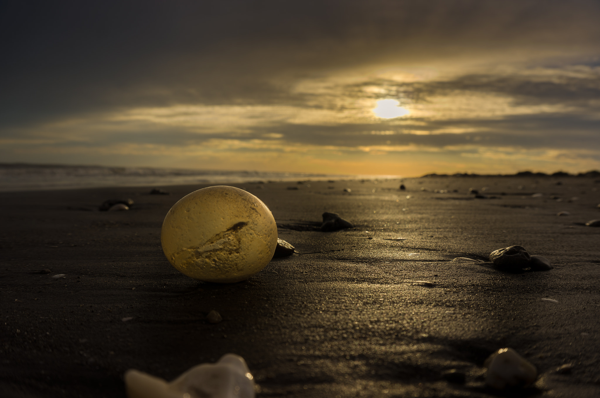 Sony Alpha NEX-5N sample photo. Eggs of marine snail photography