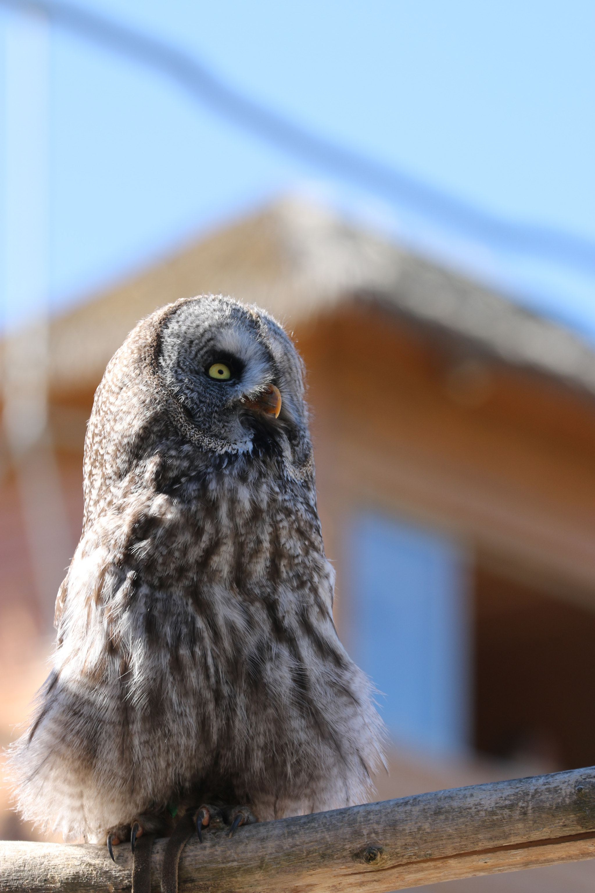 Canon EF 70-300mm F4-5.6L IS USM sample photo. Img photography