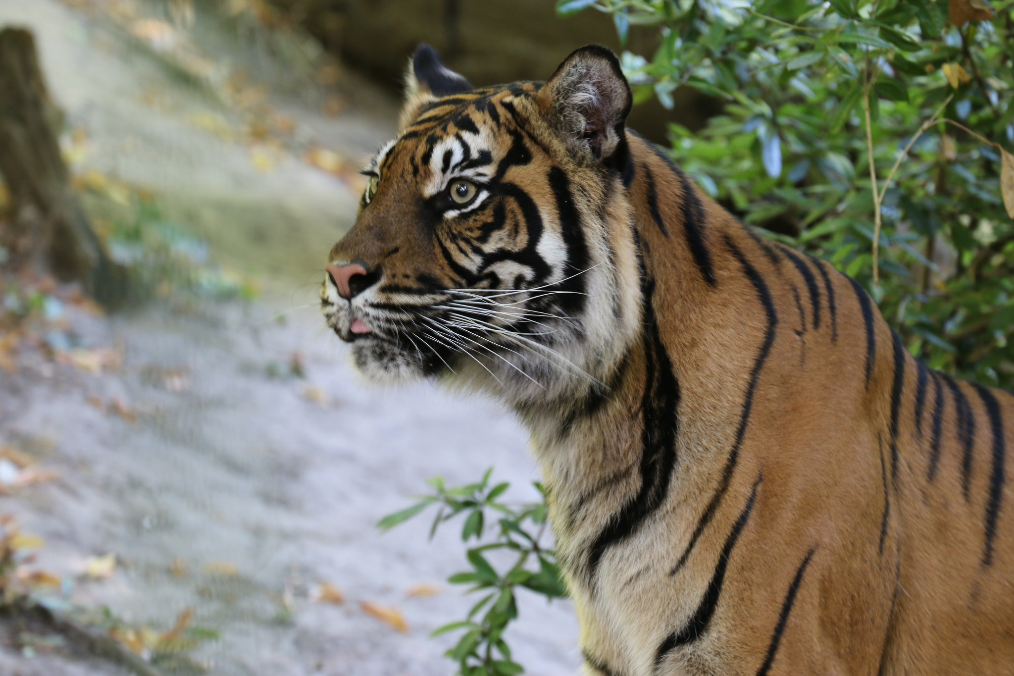 Canon EF 70-300mm F4-5.6L IS USM sample photo. Img photography