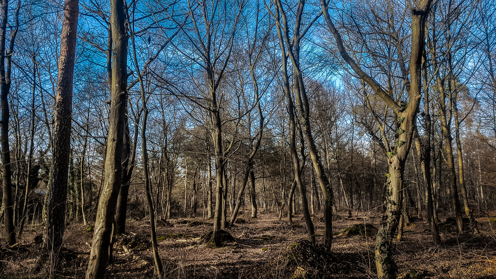 Samsung Galaxy S7 Edge Rear Camera sample photo. Deep inside the forest photography