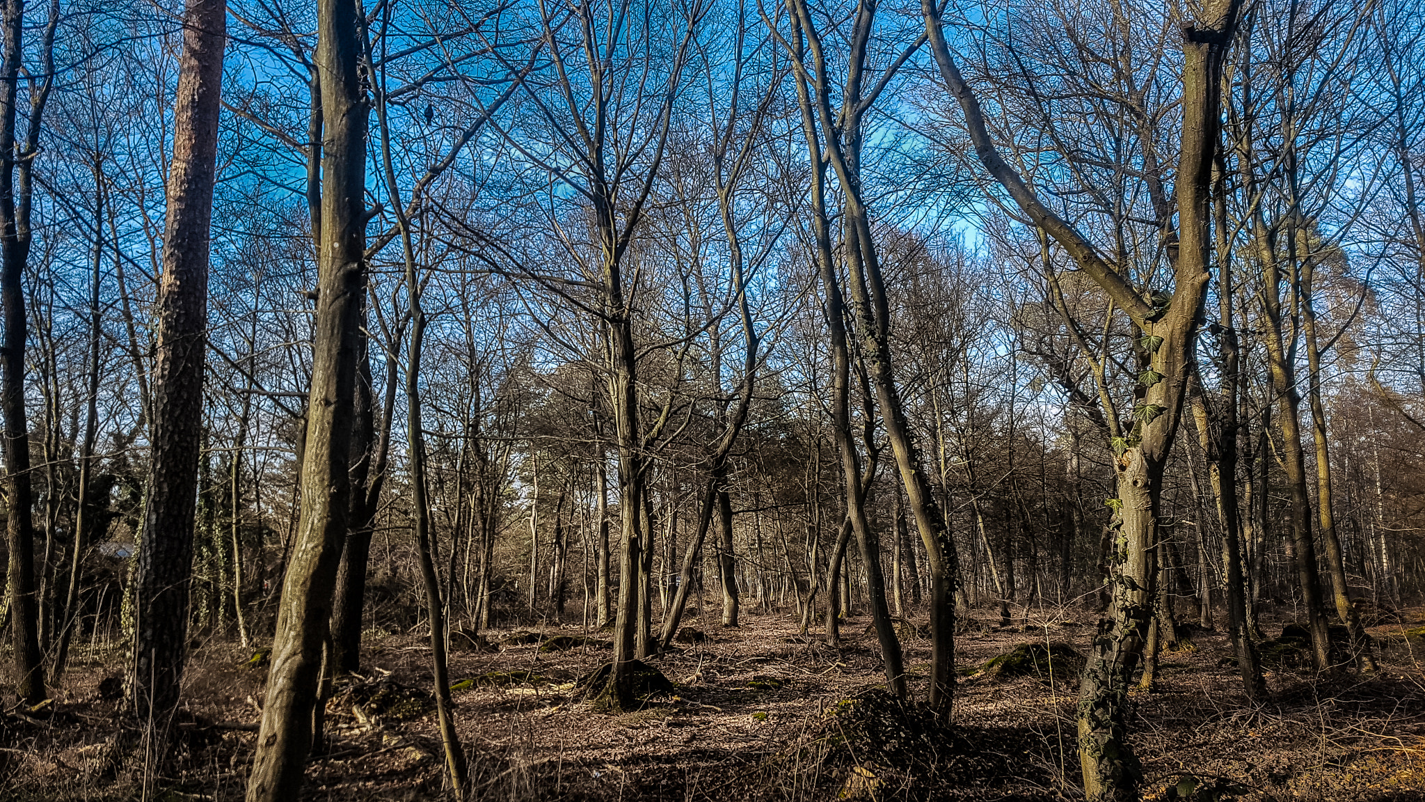 Samsung Galaxy S7 Edge + Samsung Galaxy S7 Edge Rear Camera sample photo. Deep inside the forest photography