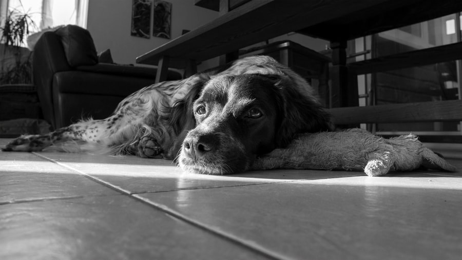 Sony a6000 + Sony E 16mm F2.8 sample photo. Elfie photography