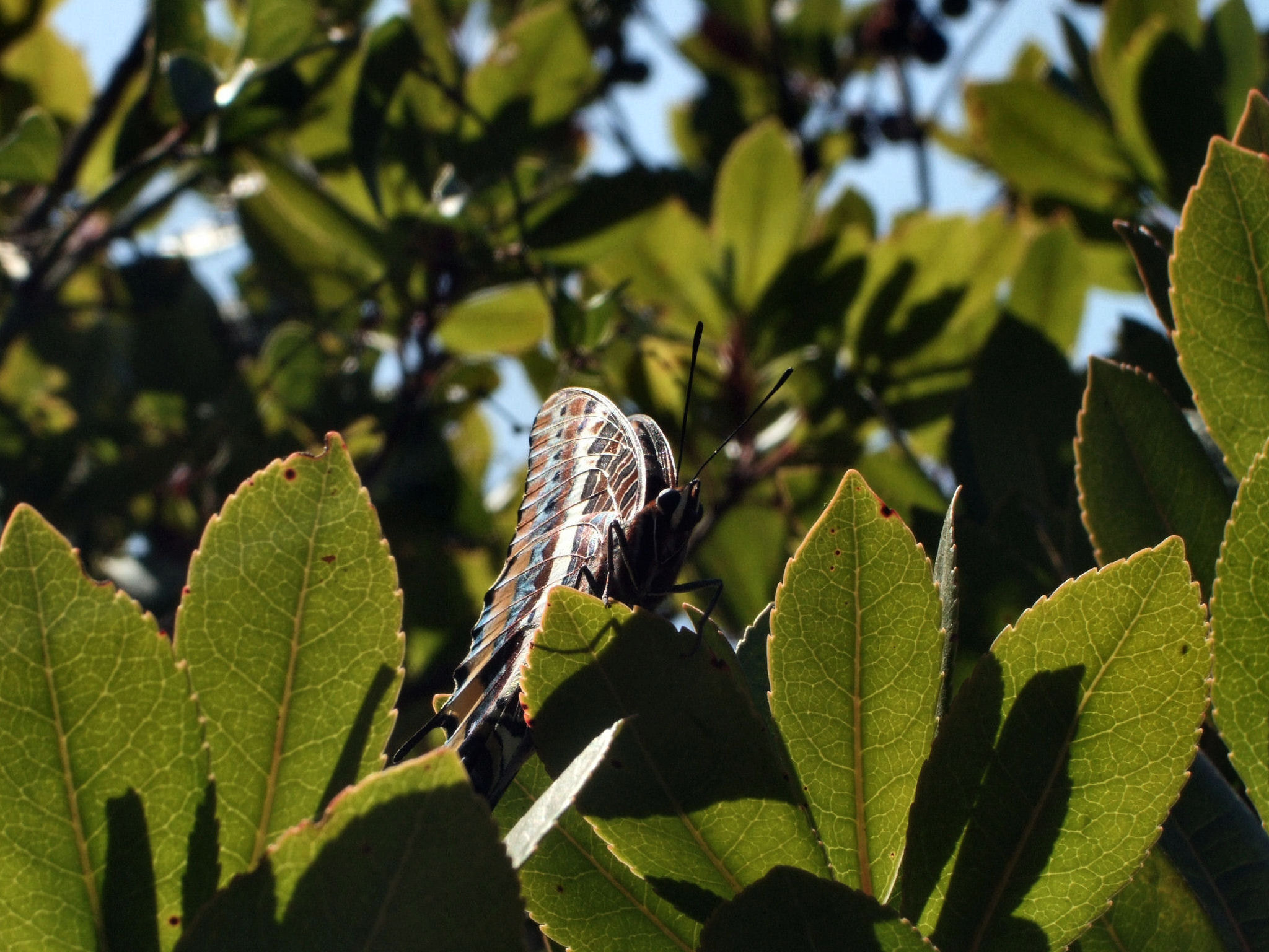 Fujifilm FinePix F60fd sample photo. Butterfly | corsica | france photography