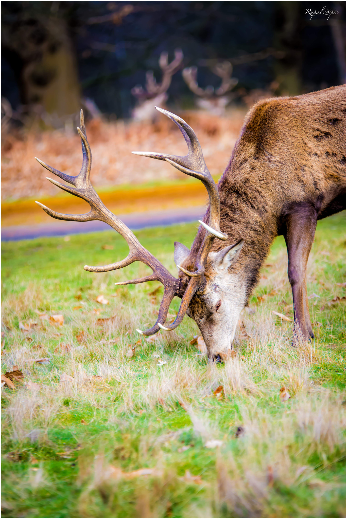 Nikon D7100 + Sigma 70-200mm F2.8 EX DG OS HSM sample photo. Hungry deer photography