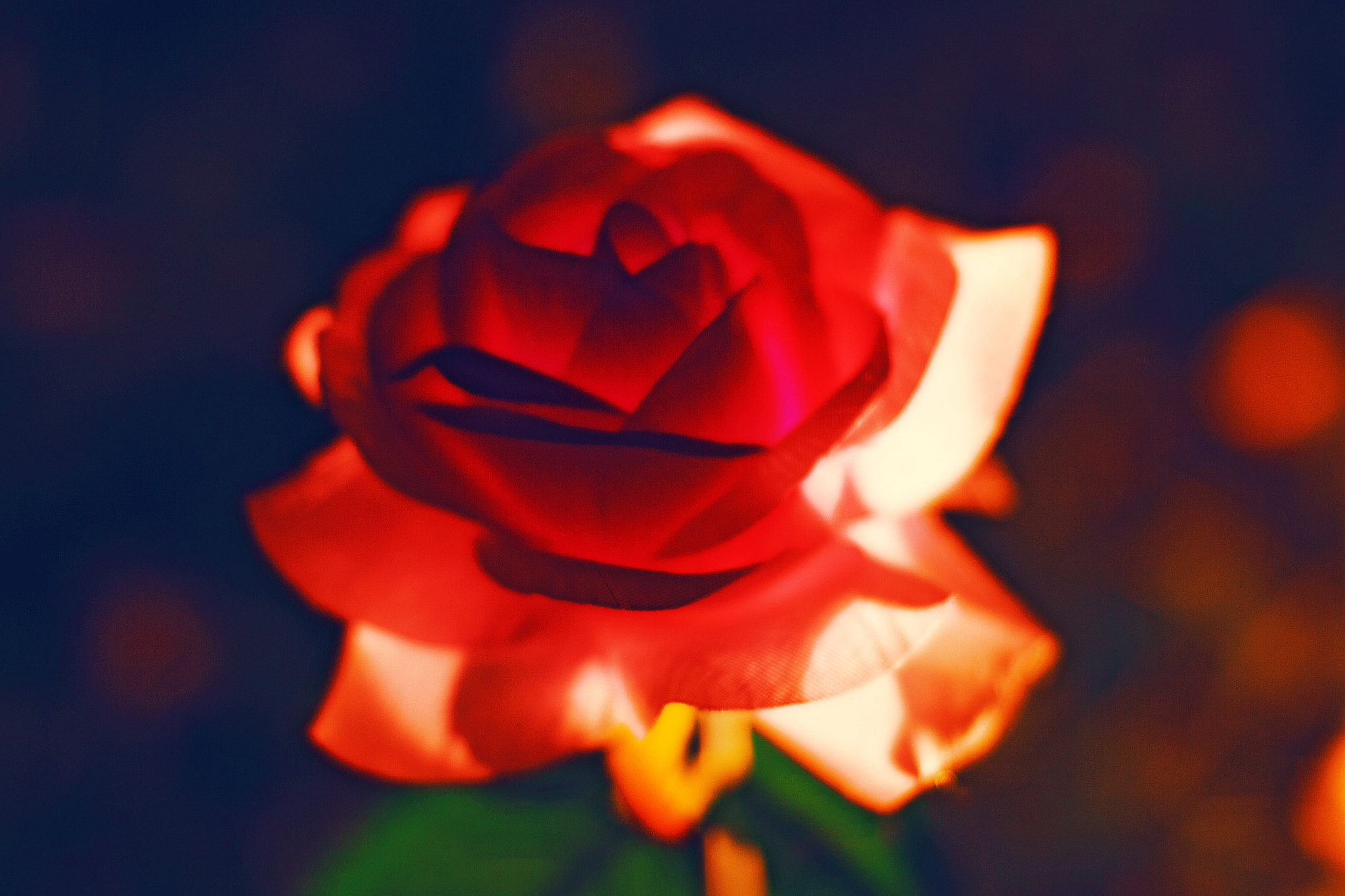 Sigma 50mm F1.4 EX DG HSM sample photo. Rose photography