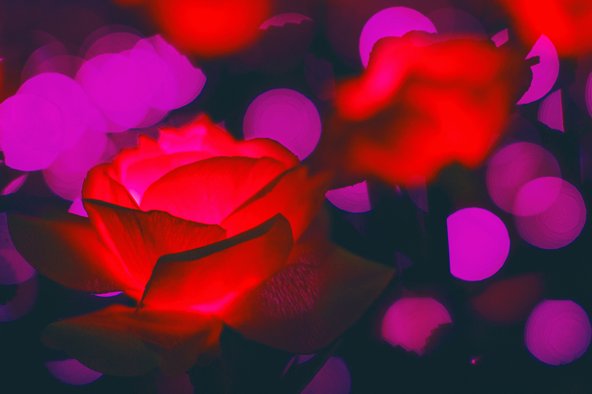 Sigma 50mm F1.4 EX DG HSM sample photo. Rose photography