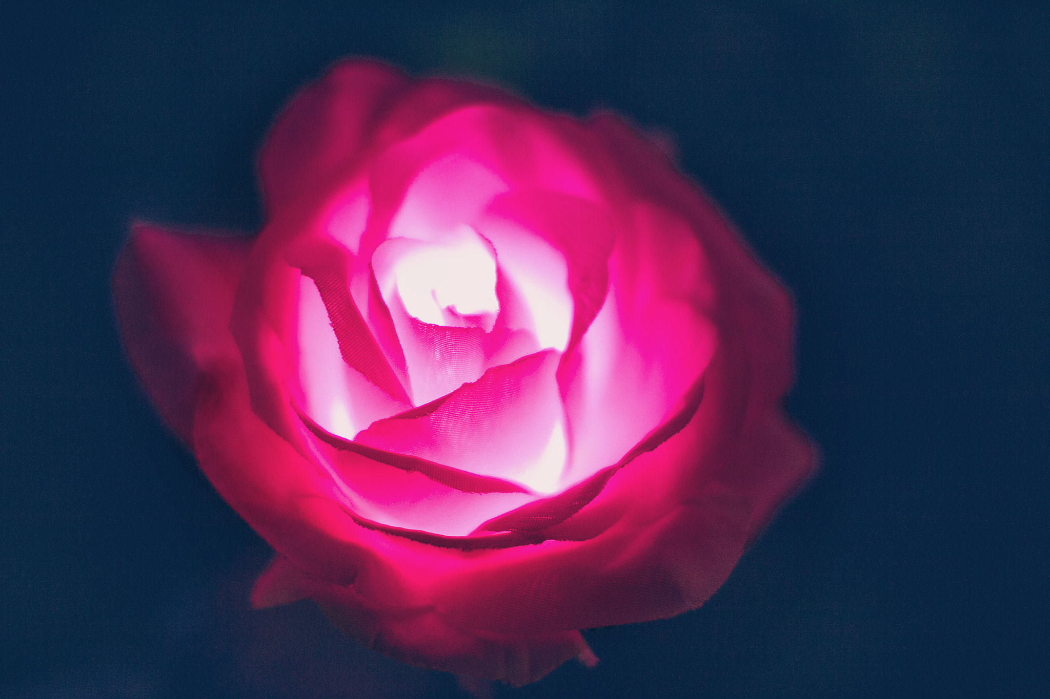 Canon EOS 60D sample photo. Rose photography