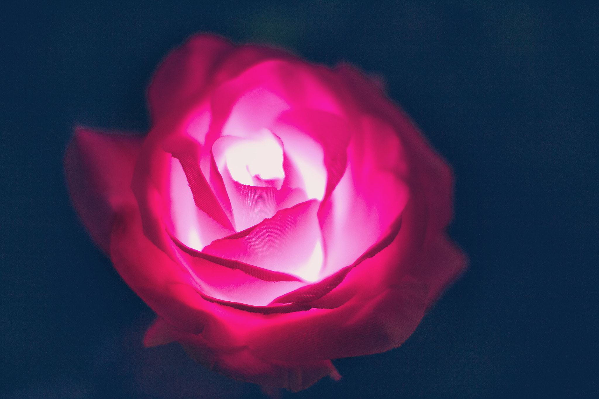 Sigma 50mm F1.4 EX DG HSM sample photo. Rose photography