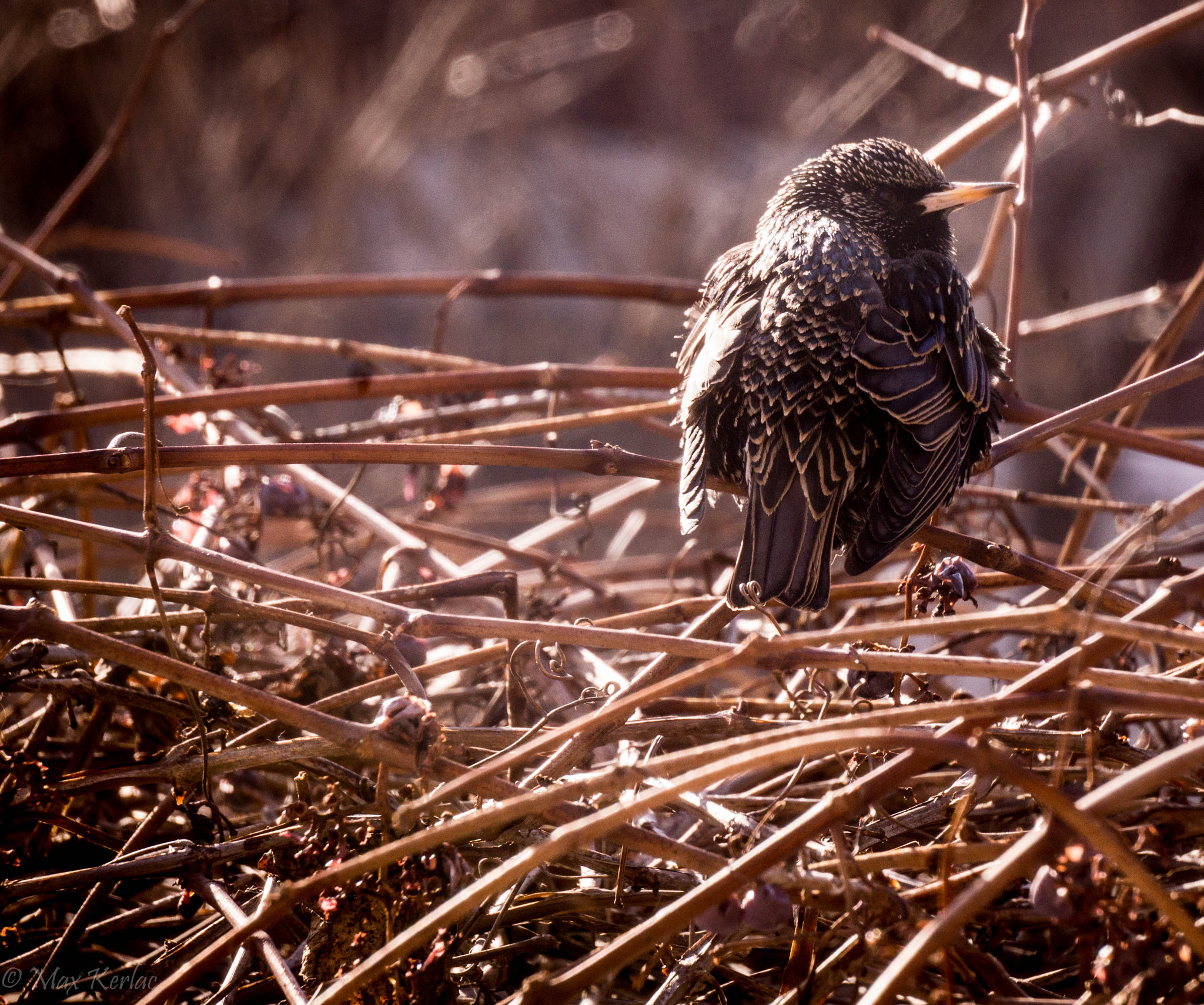 Sony Alpha NEX-7 + Sony E 55-210mm F4.5-6.3 OSS sample photo. Starling makes a comeback photography