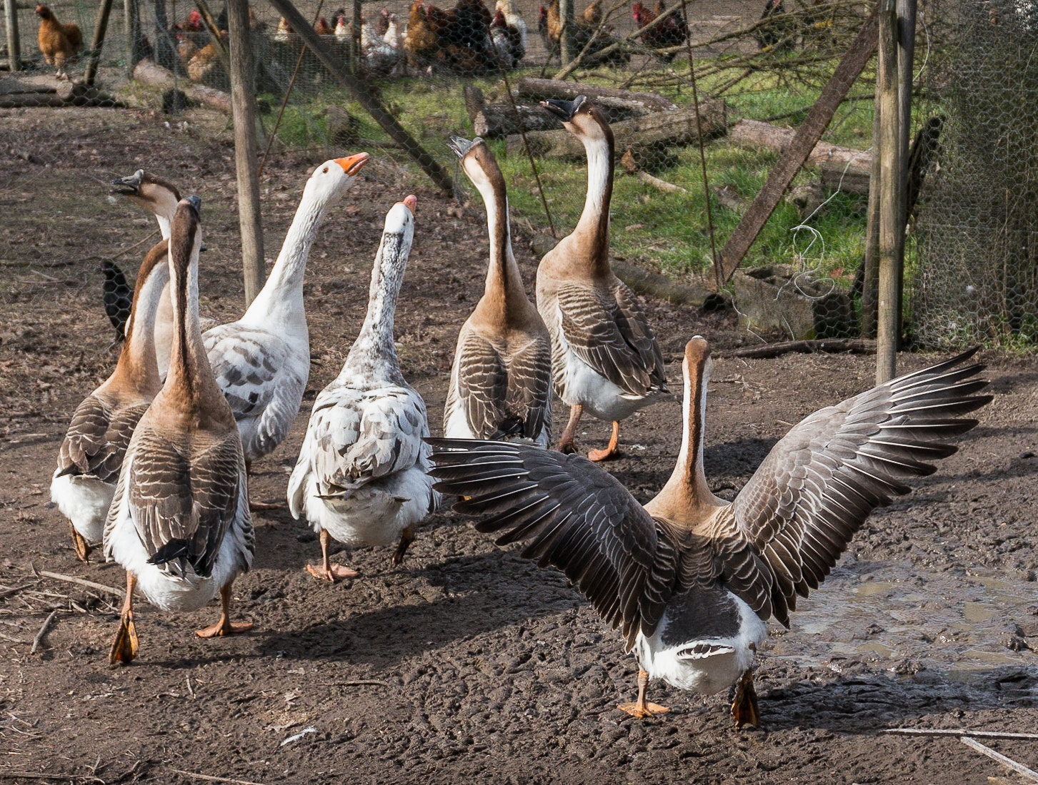 Sony Alpha NEX-5R sample photo. Goose photography