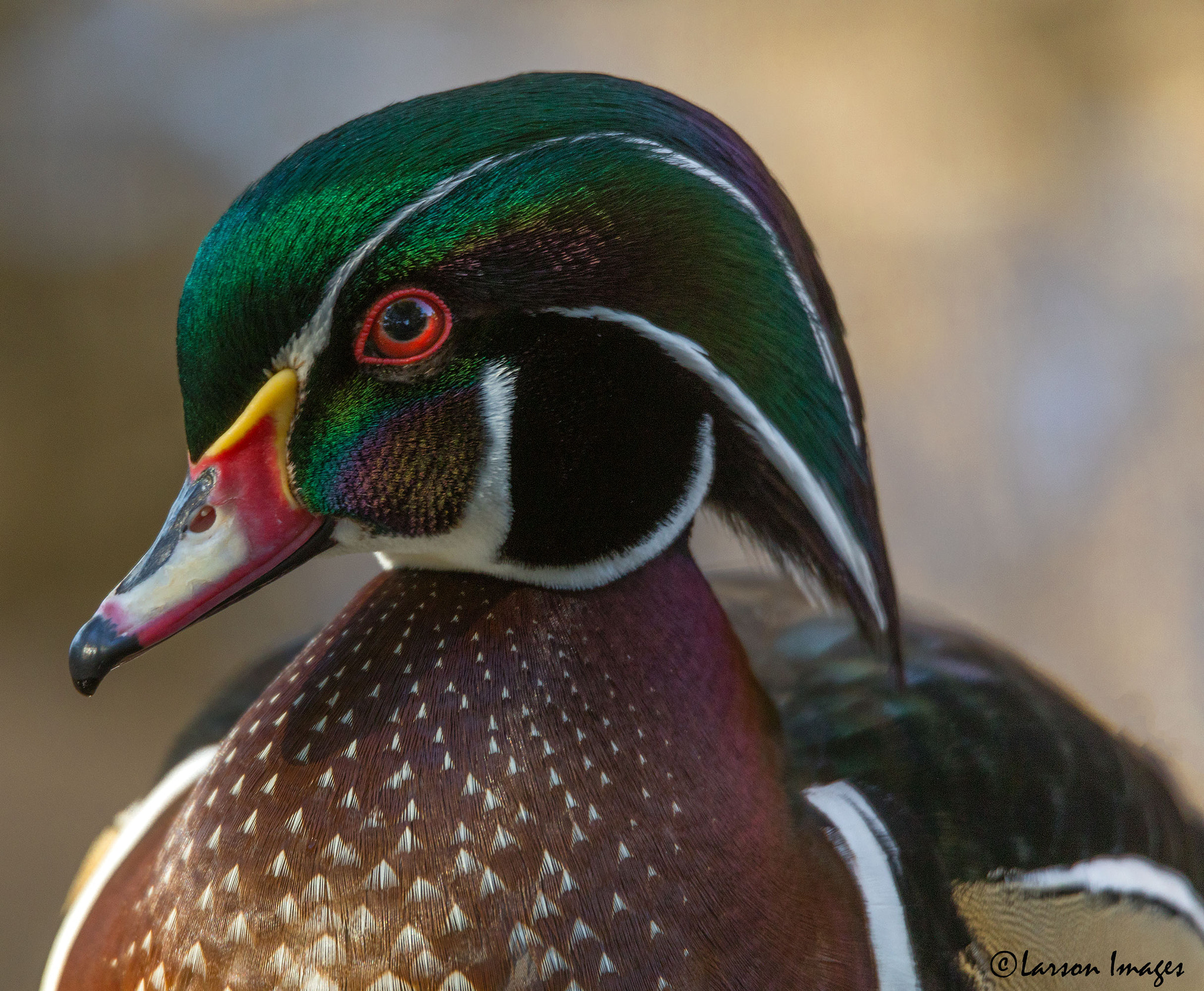 Tamron SP 150-600mm F5-6.3 Di VC USD sample photo