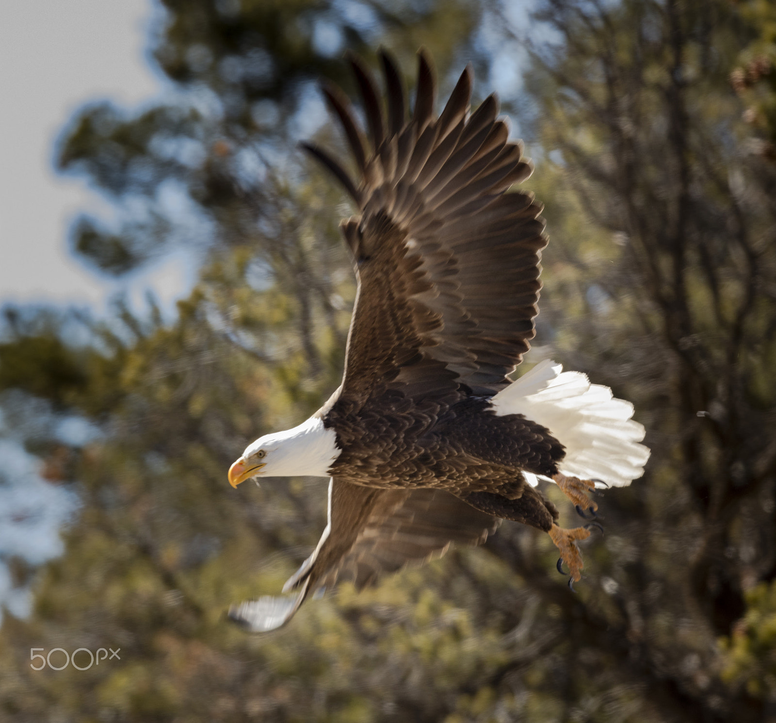 Canon EF 600mm F4L IS II USM sample photo. Takeoff photography