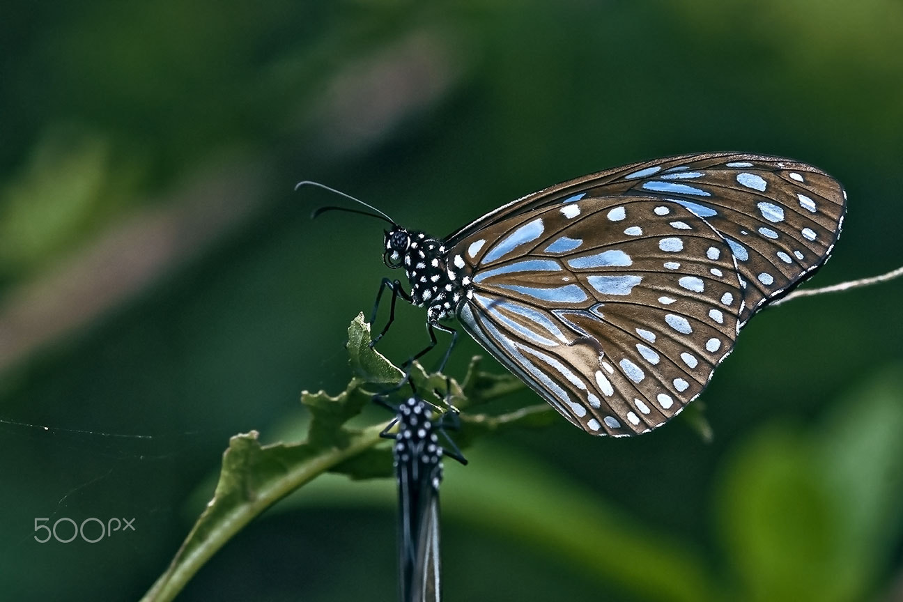 Nikon AF-S Micro-Nikkor 105mm F2.8G IF-ED VR sample photo. Blue tiger photography