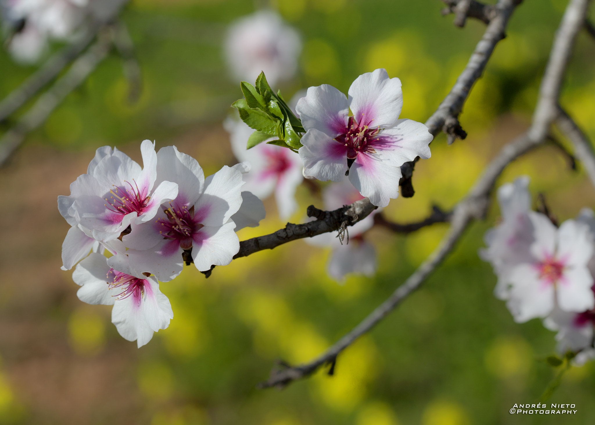 Canon EF 100mm F2.8 Macro USM sample photo. Flores de almendro photography