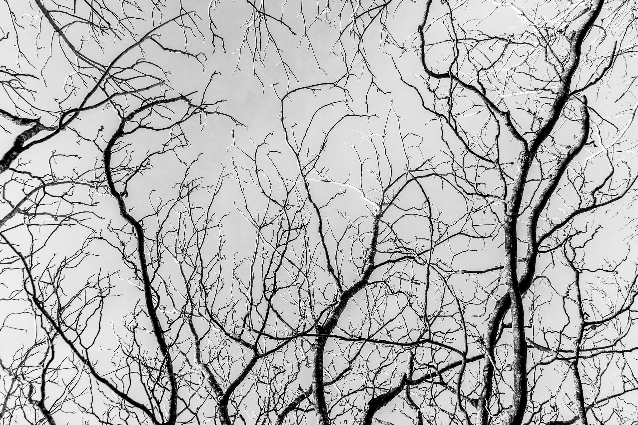 Canon EOS 500D (EOS Rebel T1i / EOS Kiss X3) sample photo. Branch photography