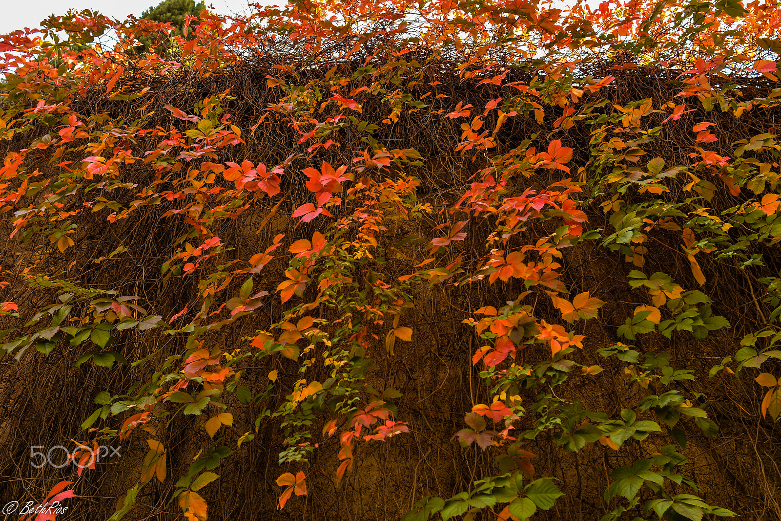 Nikon D7100 + Nikon AF Nikkor 24mm F2.8D sample photo. Pending leaves photography