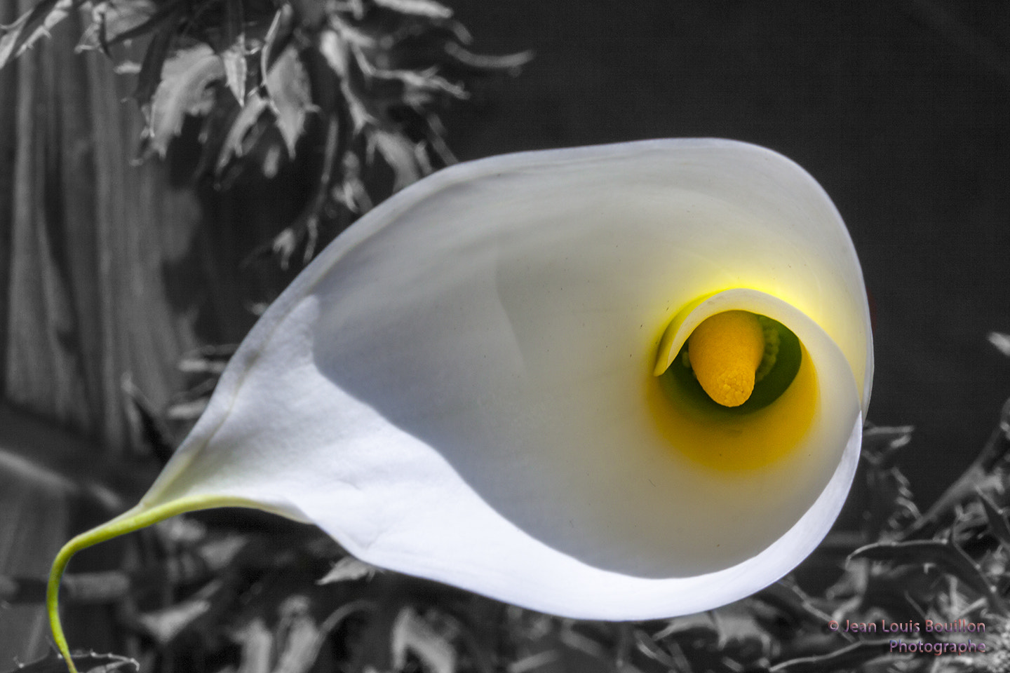Canon EF 100mm F2.8 Macro USM sample photo. Saint-valentin flower photography