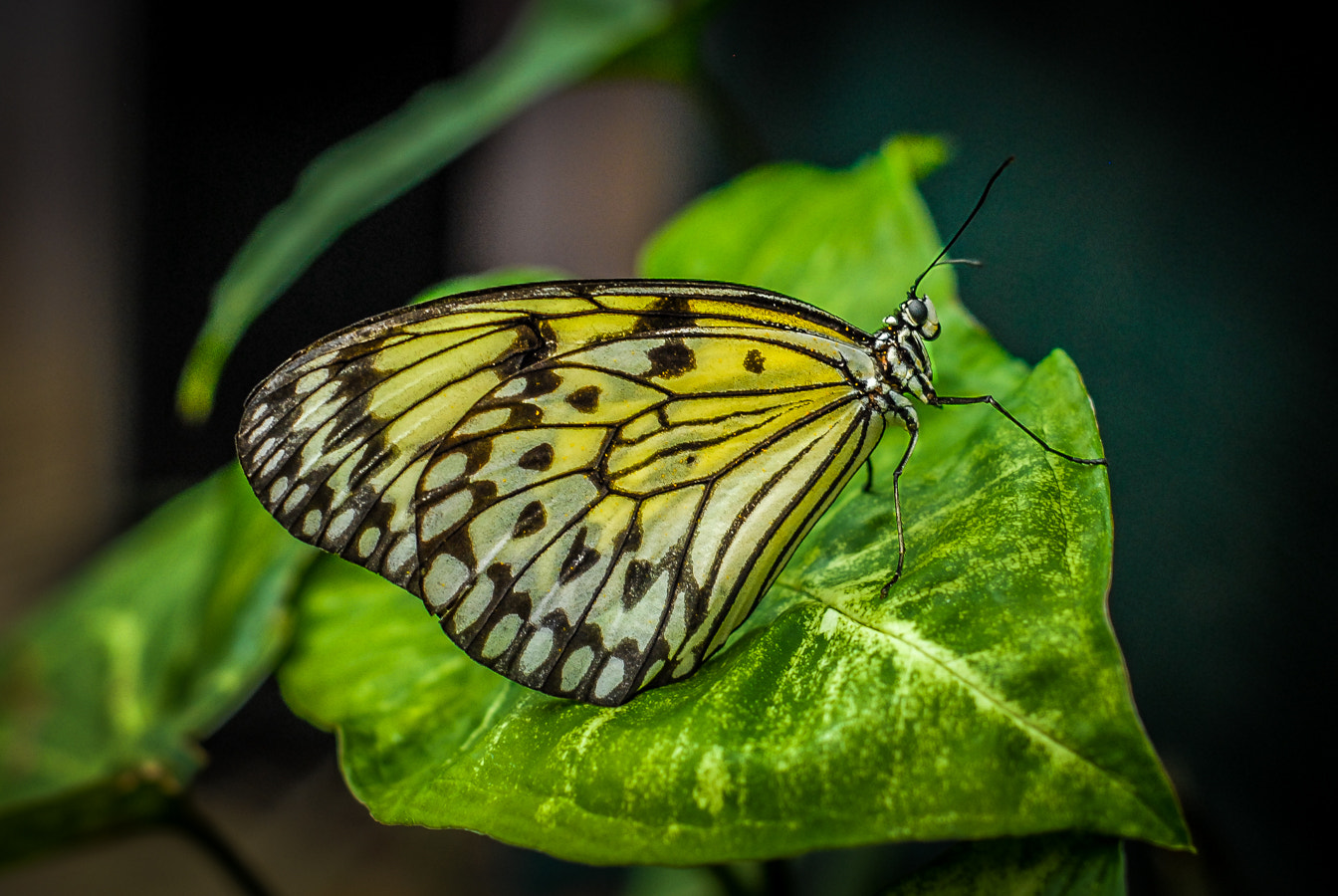 Nikon D200 + Nikon AF Nikkor 50mm F1.8D sample photo. Butterfly photography