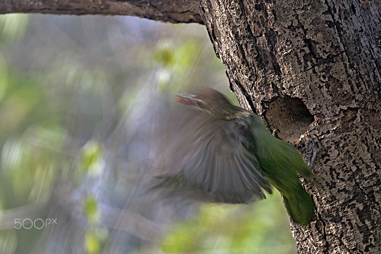 Nikon D80 sample photo. Feeding time photography