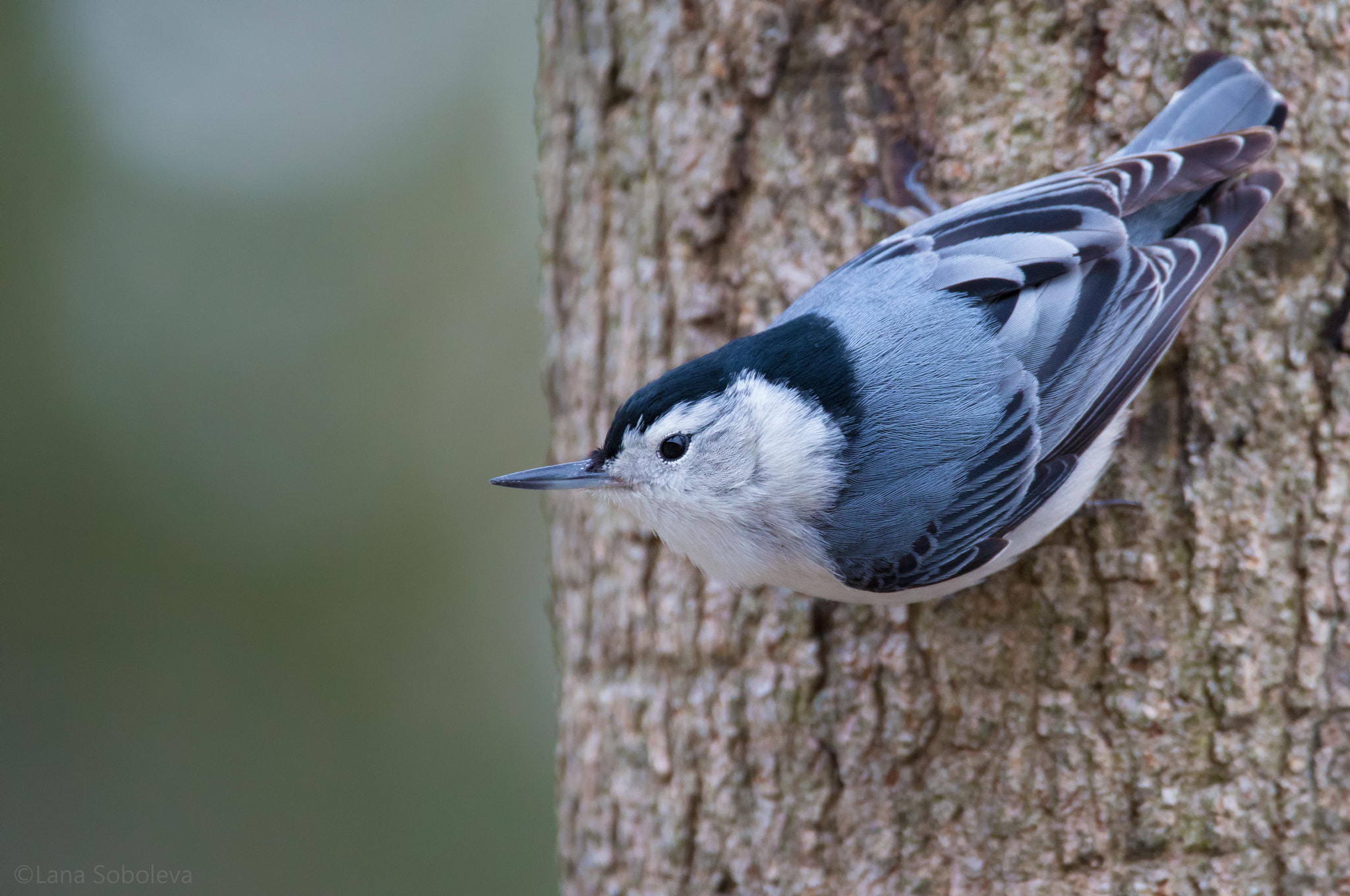 150-600mm F5-6.3 DG OS HSM | Contemporary 015 sample photo. White-breasted nuthatch photography