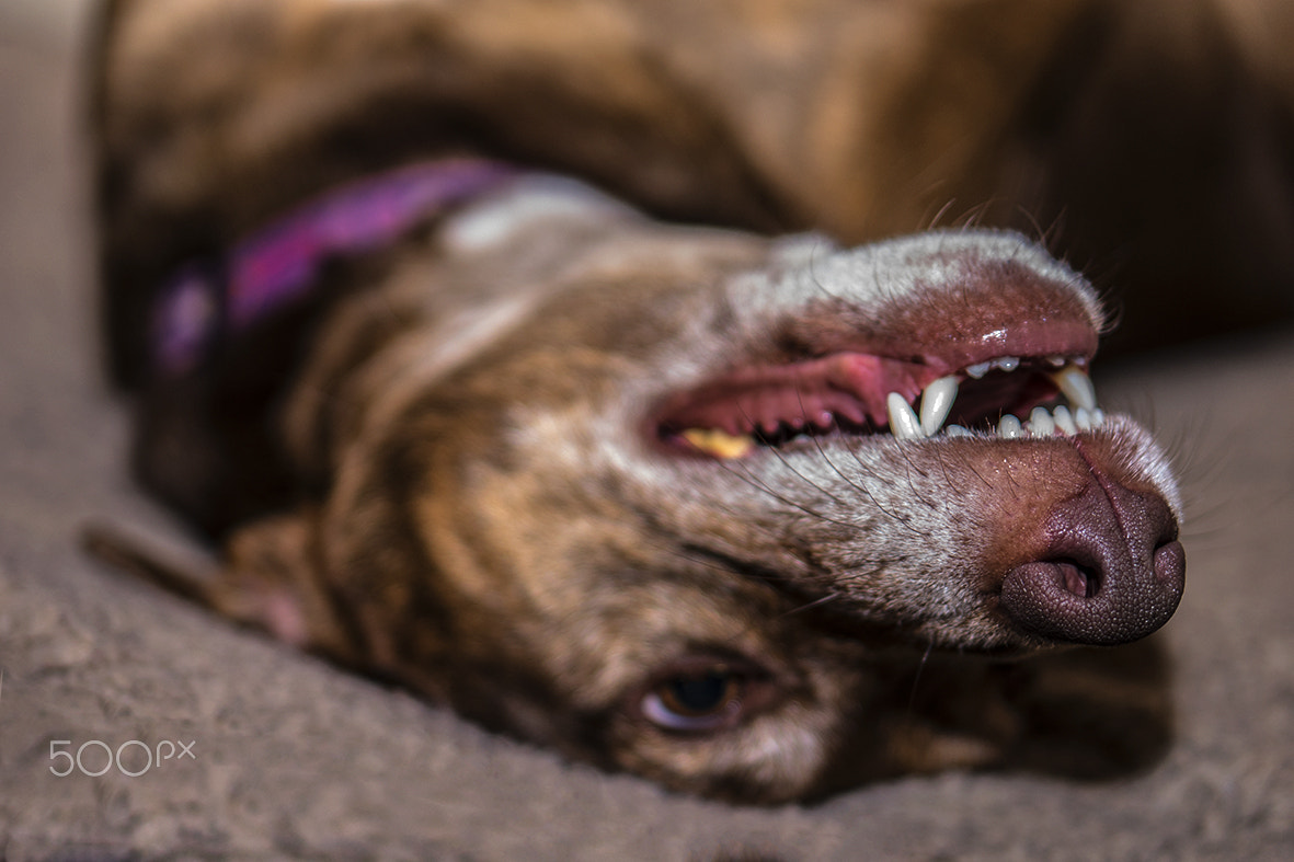 E 50mm F1.8 OSS sample photo. Coco upclose photography