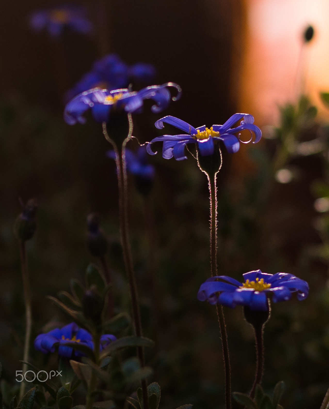 Canon EF 50mm F1.8 STM sample photo. Ca photography