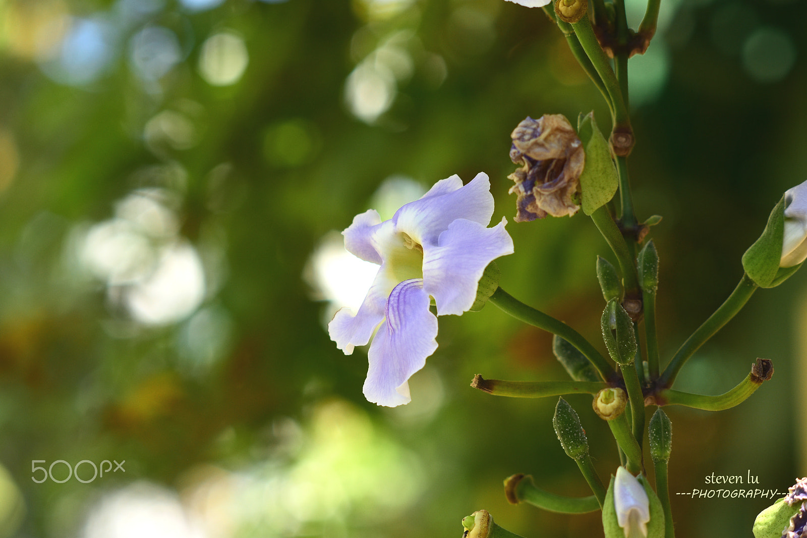 Manual Lens No CPU sample photo. Flower photography