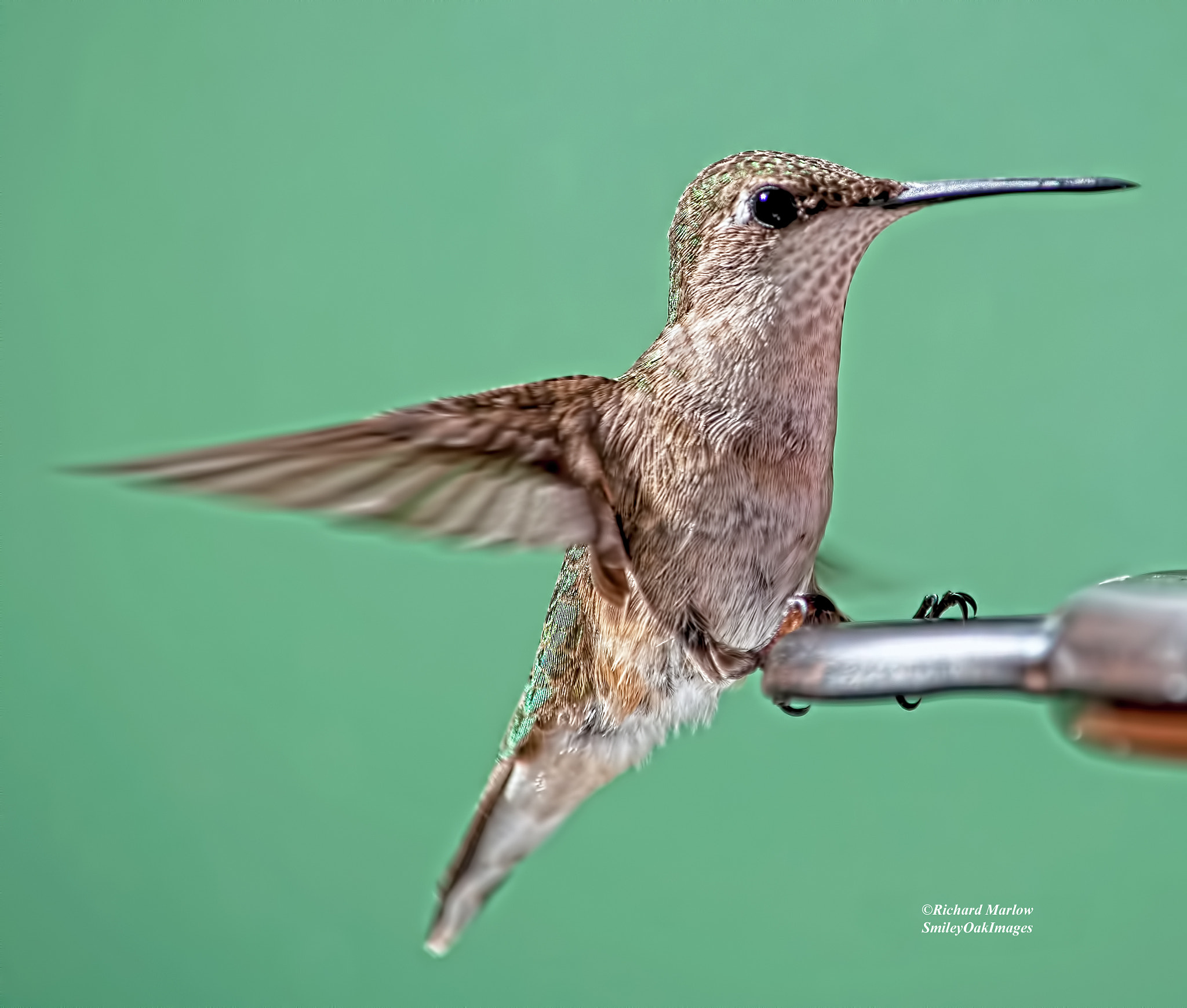 Nikon D5000 sample photo. Hummingbird photography