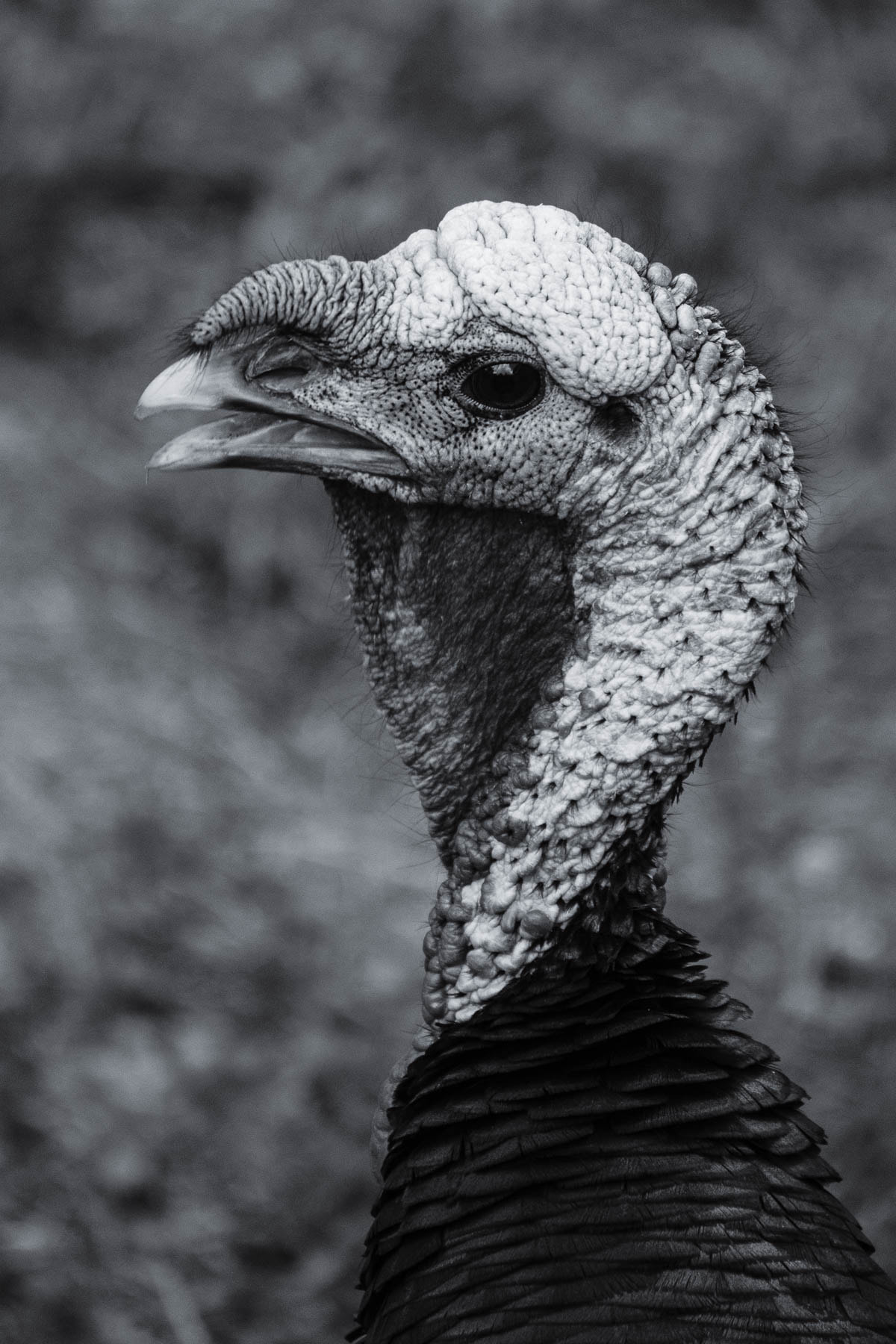 Canon EF-S 55-250mm F4-5.6 IS sample photo. This is my best side photography