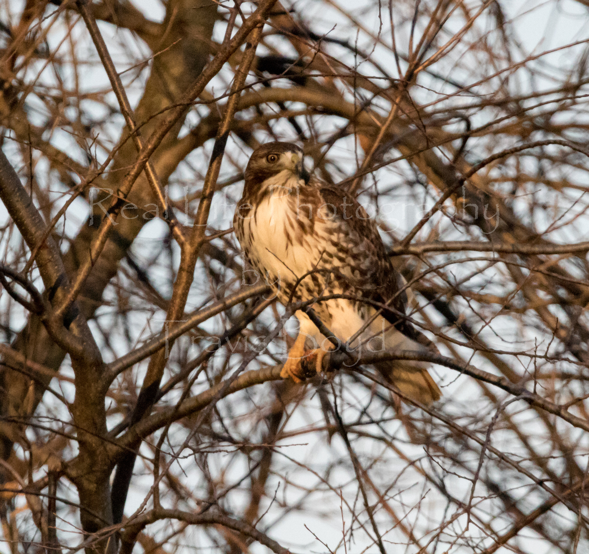 Canon EOS 750D (EOS Rebel T6i / EOS Kiss X8i) + 150-600mm F5-6.3 DG OS HSM | Sports 014 sample photo. Red-tailed hawk sunset photography