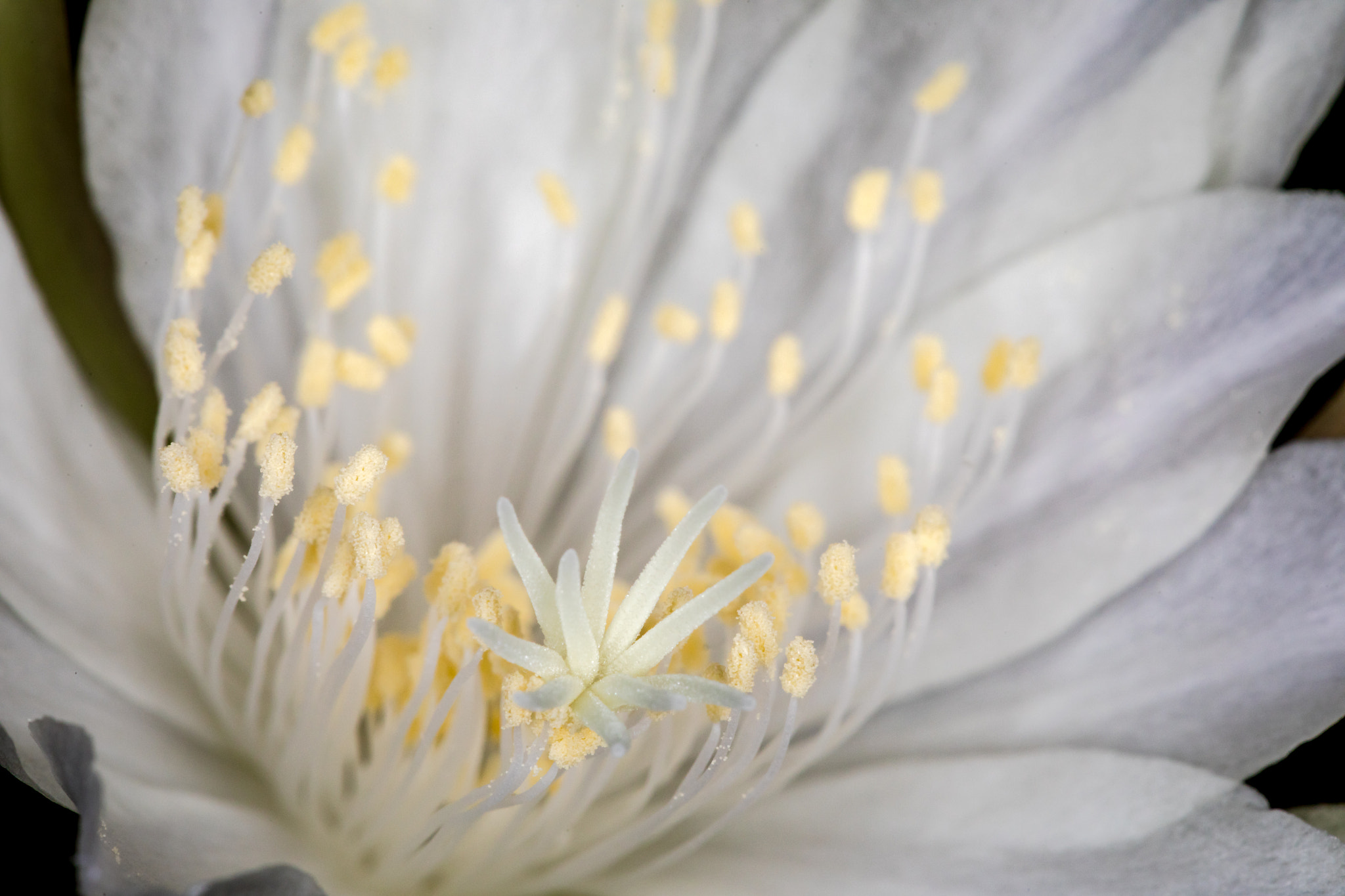 Canon EF 100mm F2.8 Macro USM sample photo. Fresh photography
