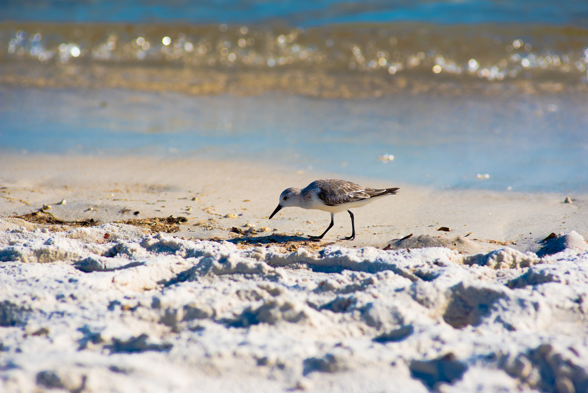 Nikon D750 + Nikon AF Nikkor 180mm F2.8D ED-IF sample photo. Miami beach& key west photography