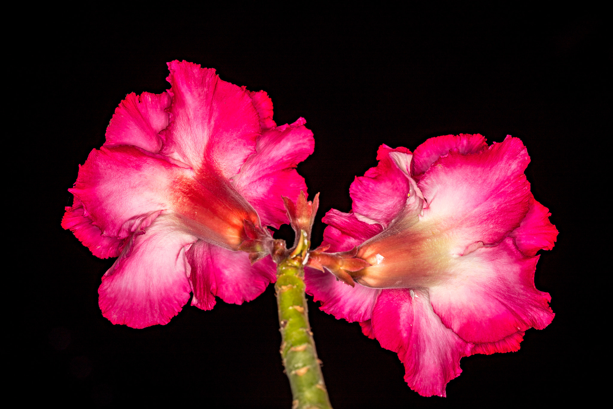 Canon EF 100mm F2.8 Macro USM sample photo. Twins photography