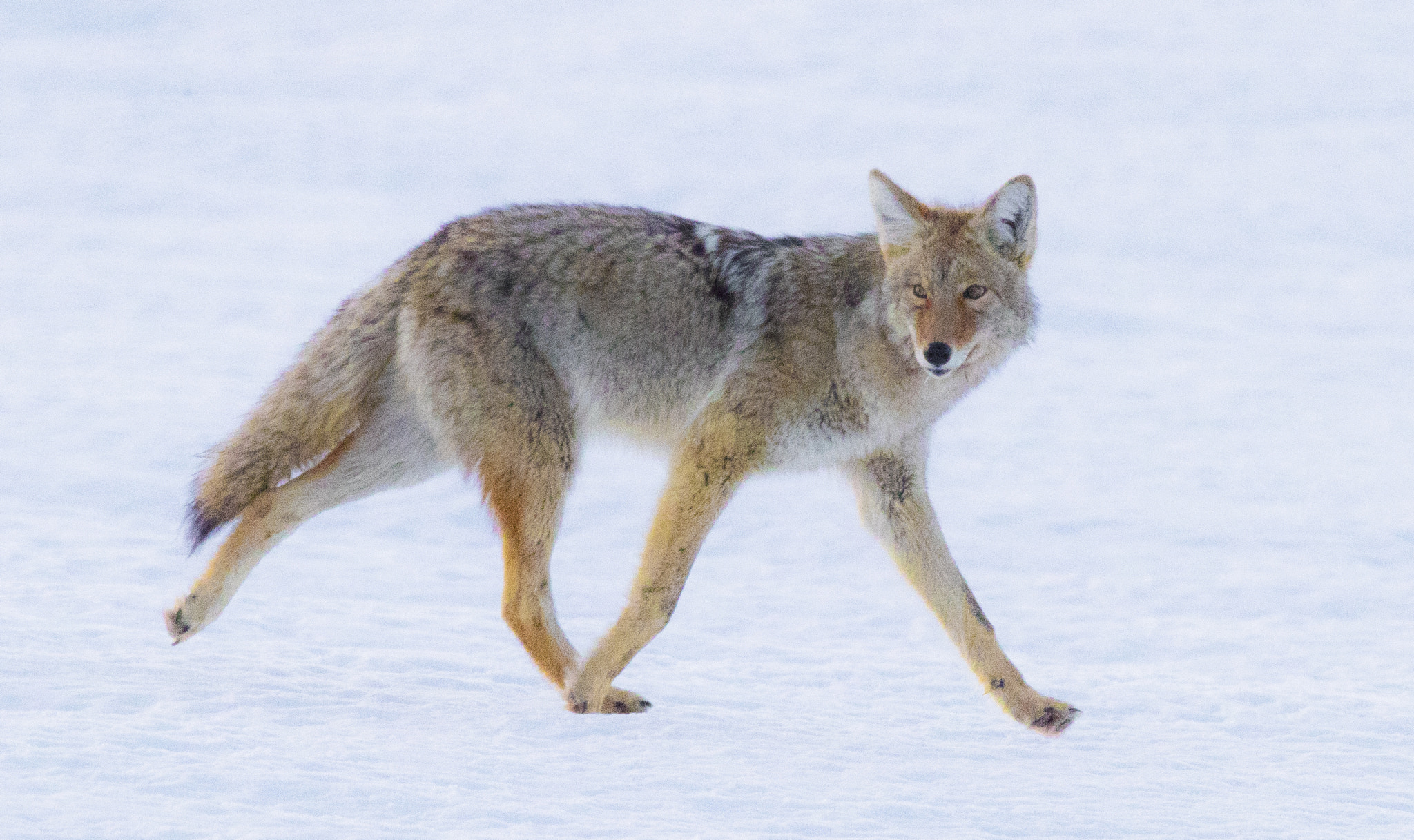 Canon EOS-1D X Mark II sample photo. Coyote in grand teton national park photography
