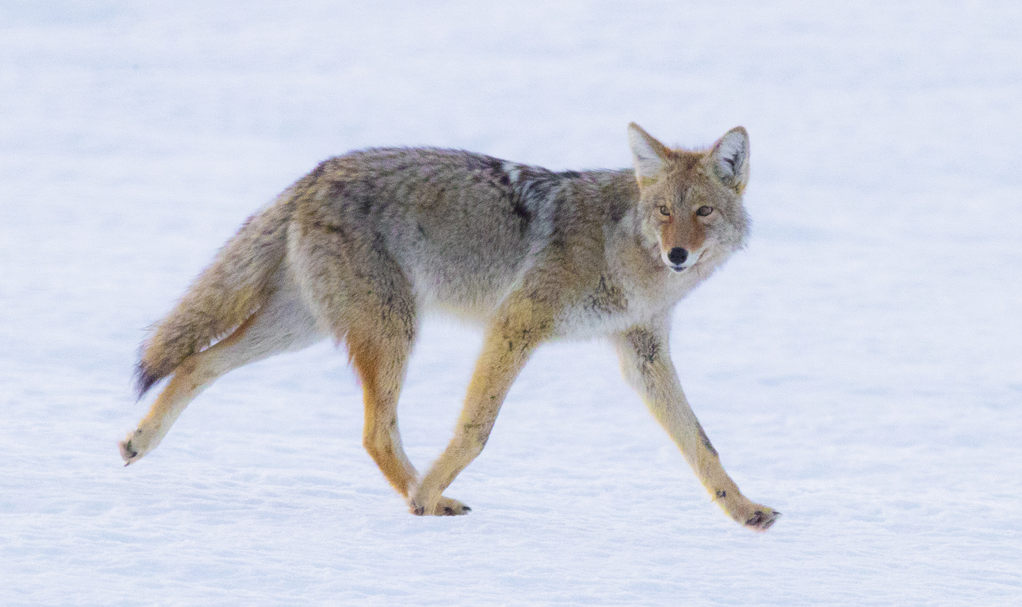Canon EF 600mm F4L IS II USM sample photo. Coyote in grand teton national park photography