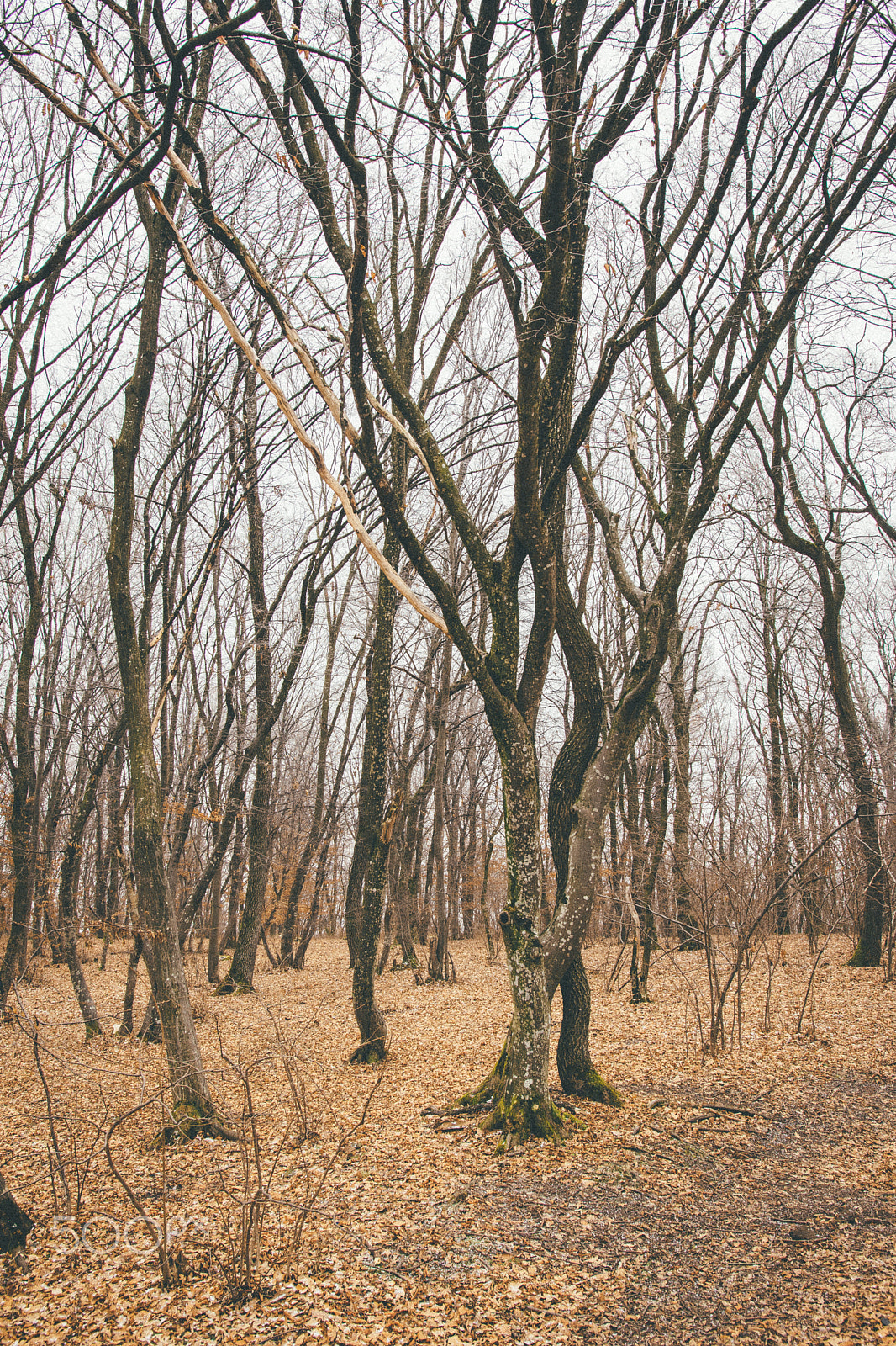 Nikon D5300 + Sigma 18-35mm F1.8 DC HSM Art sample photo. The magical forest 2 photography