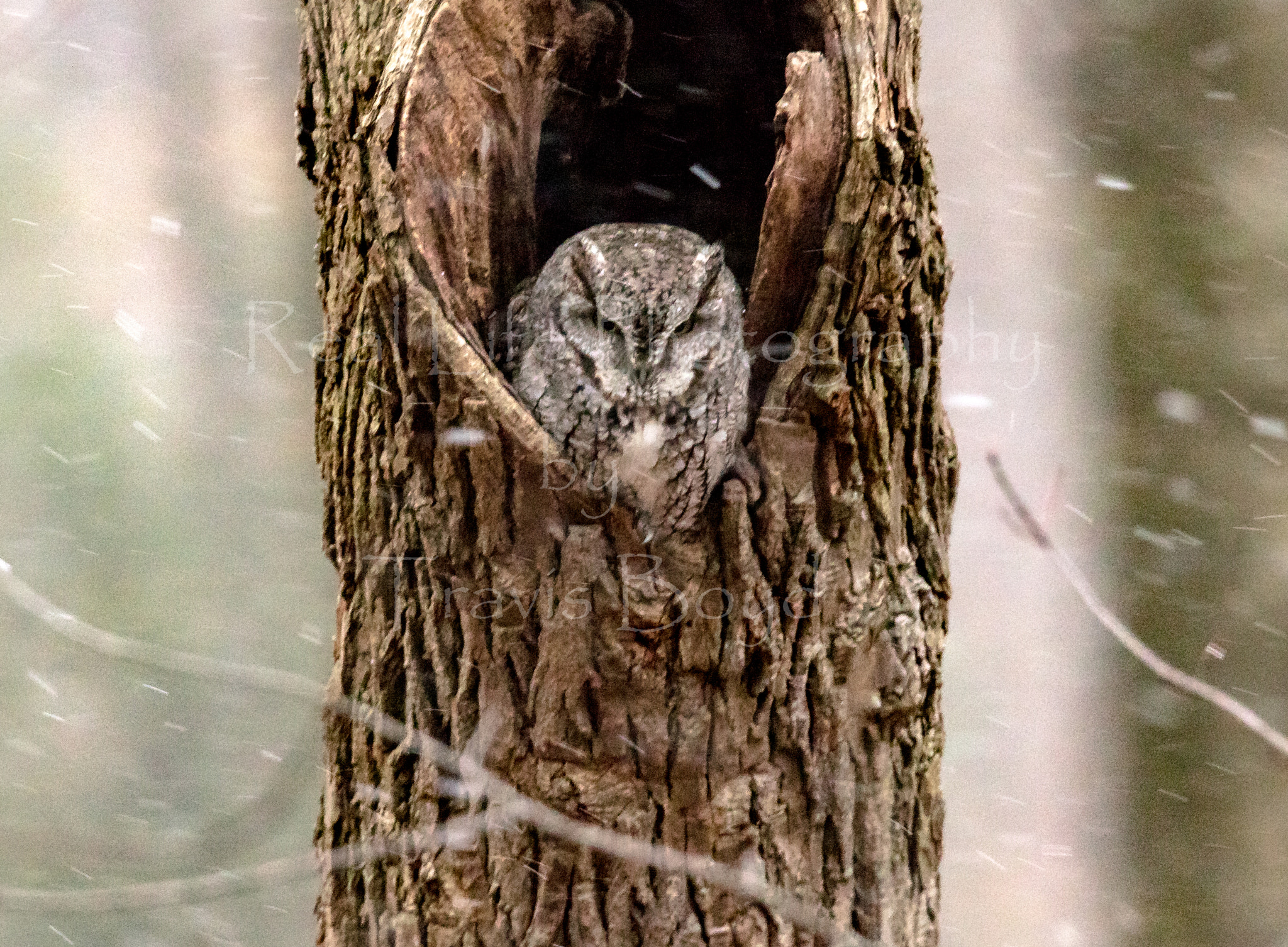 150-600mm F5-6.3 DG OS HSM | Sports 014 sample photo. Gray screech owl photography