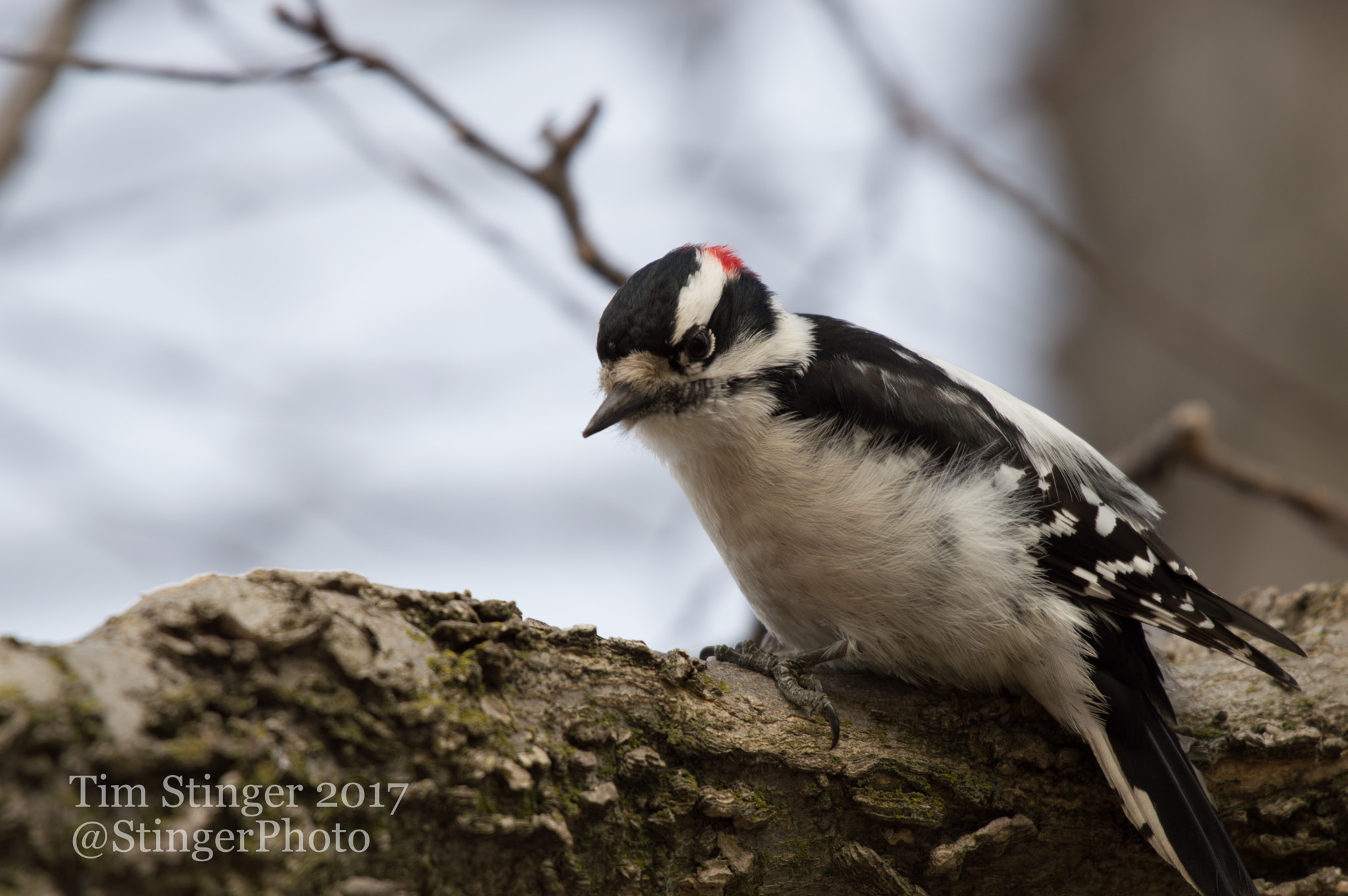 Nikon AF-S Nikkor 200-500mm F5.6E ED VR sample photo. What's for breakfast? photography